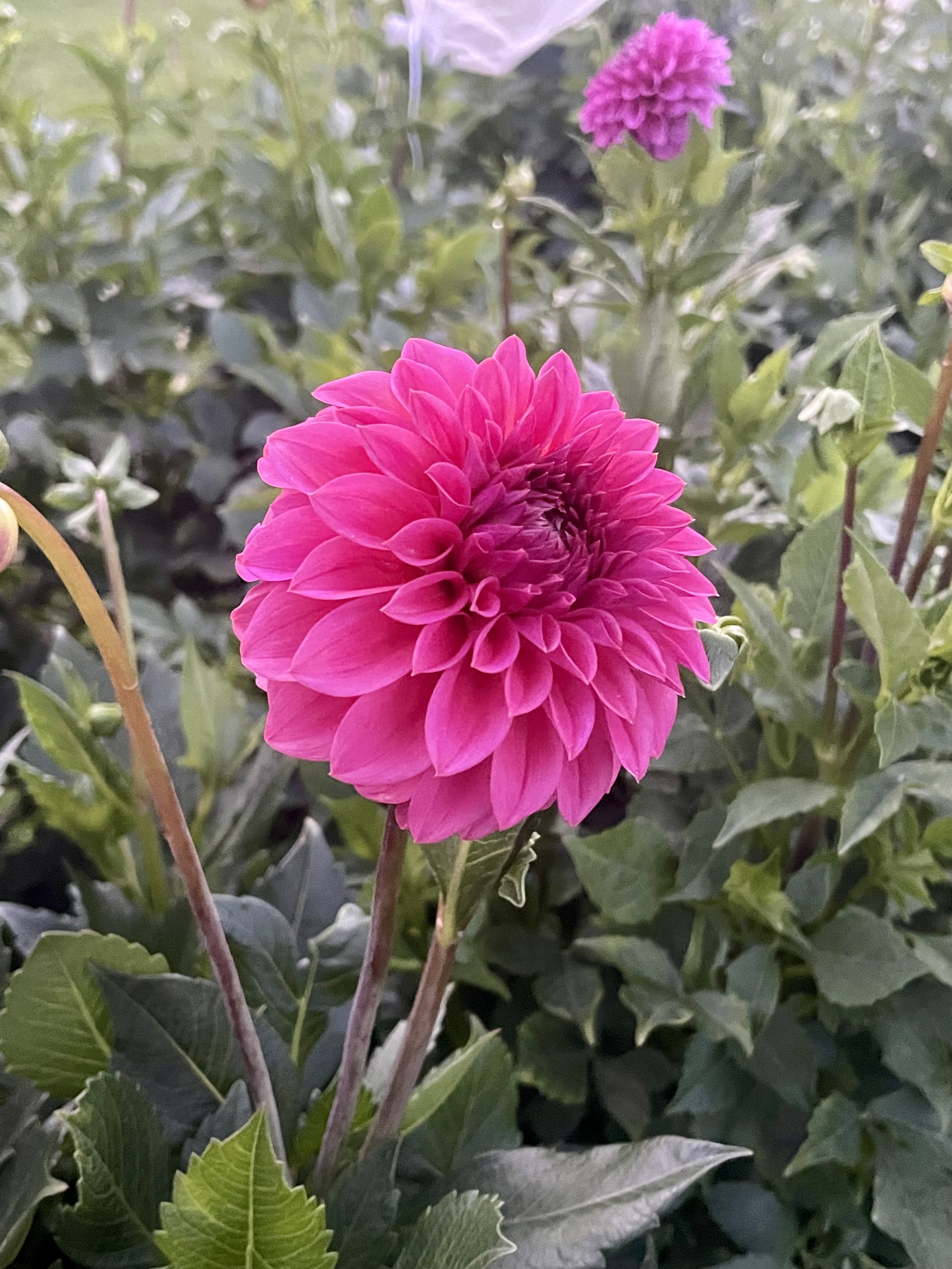 ferncliff-classy-dahlia-tuber-canada1.jpeg