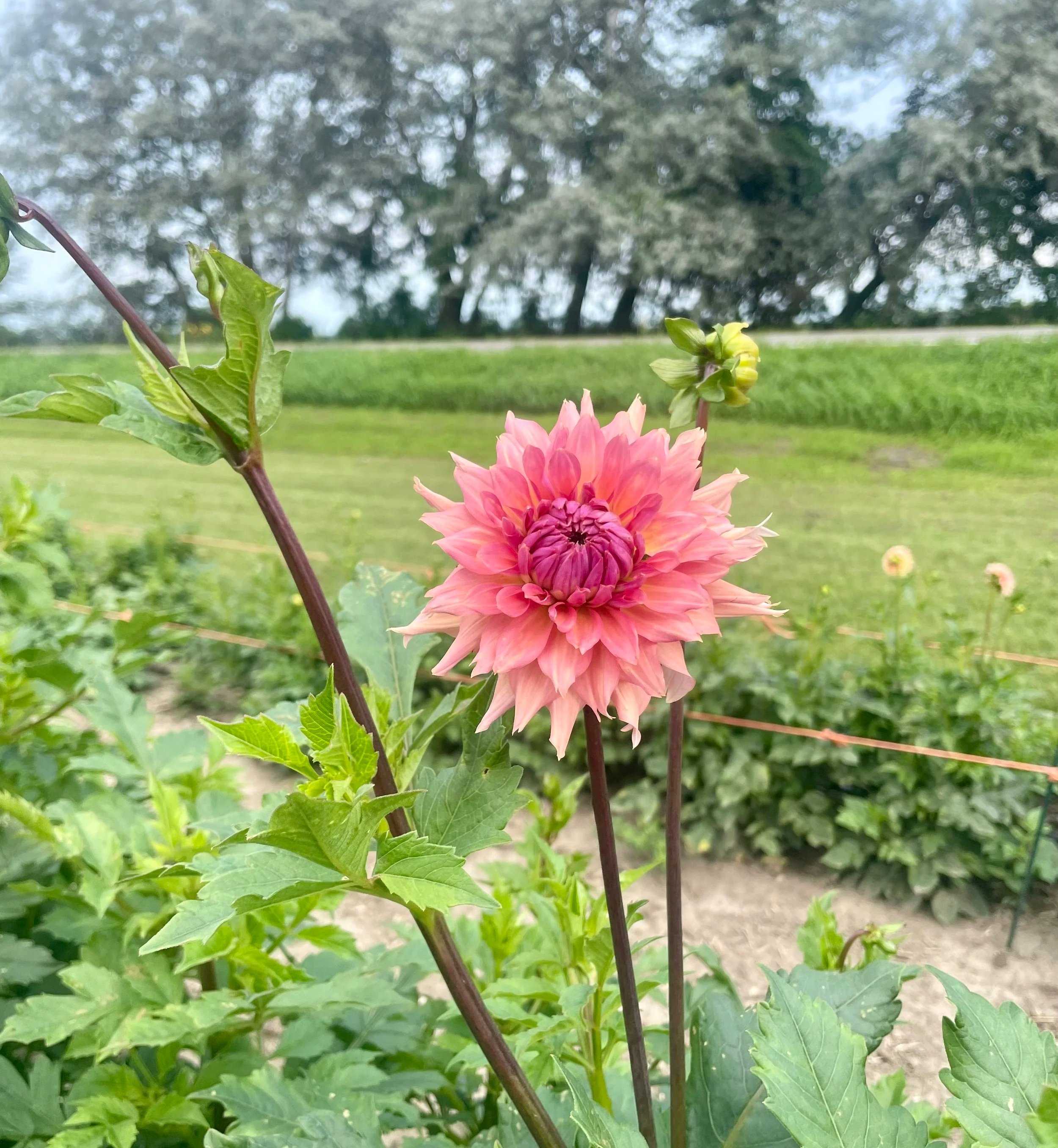 Terracotta-dahlia-tuber.jpg