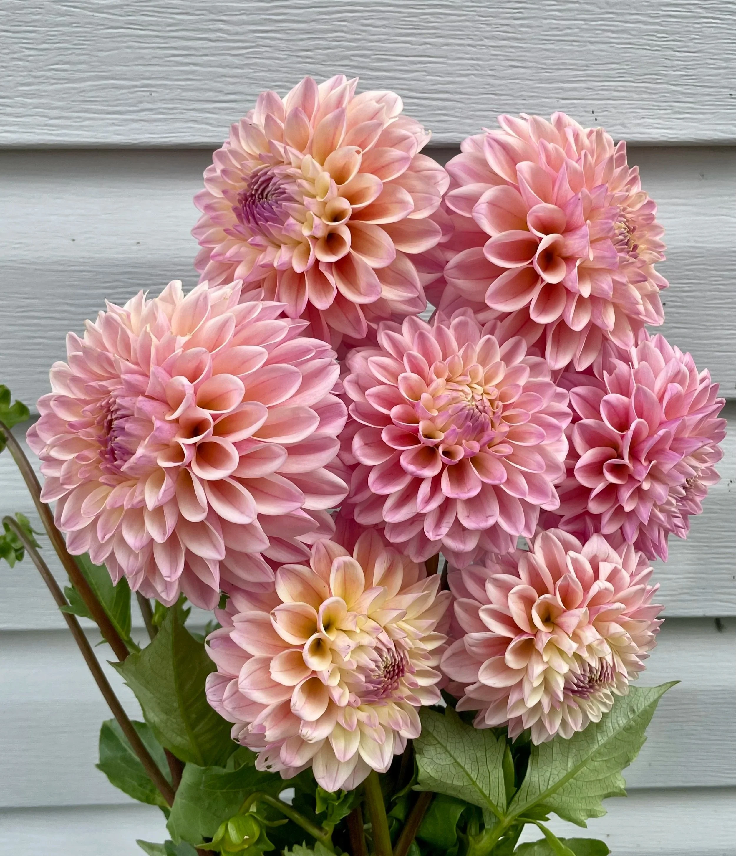 coralie-dahlia-tuber-canada.jpg