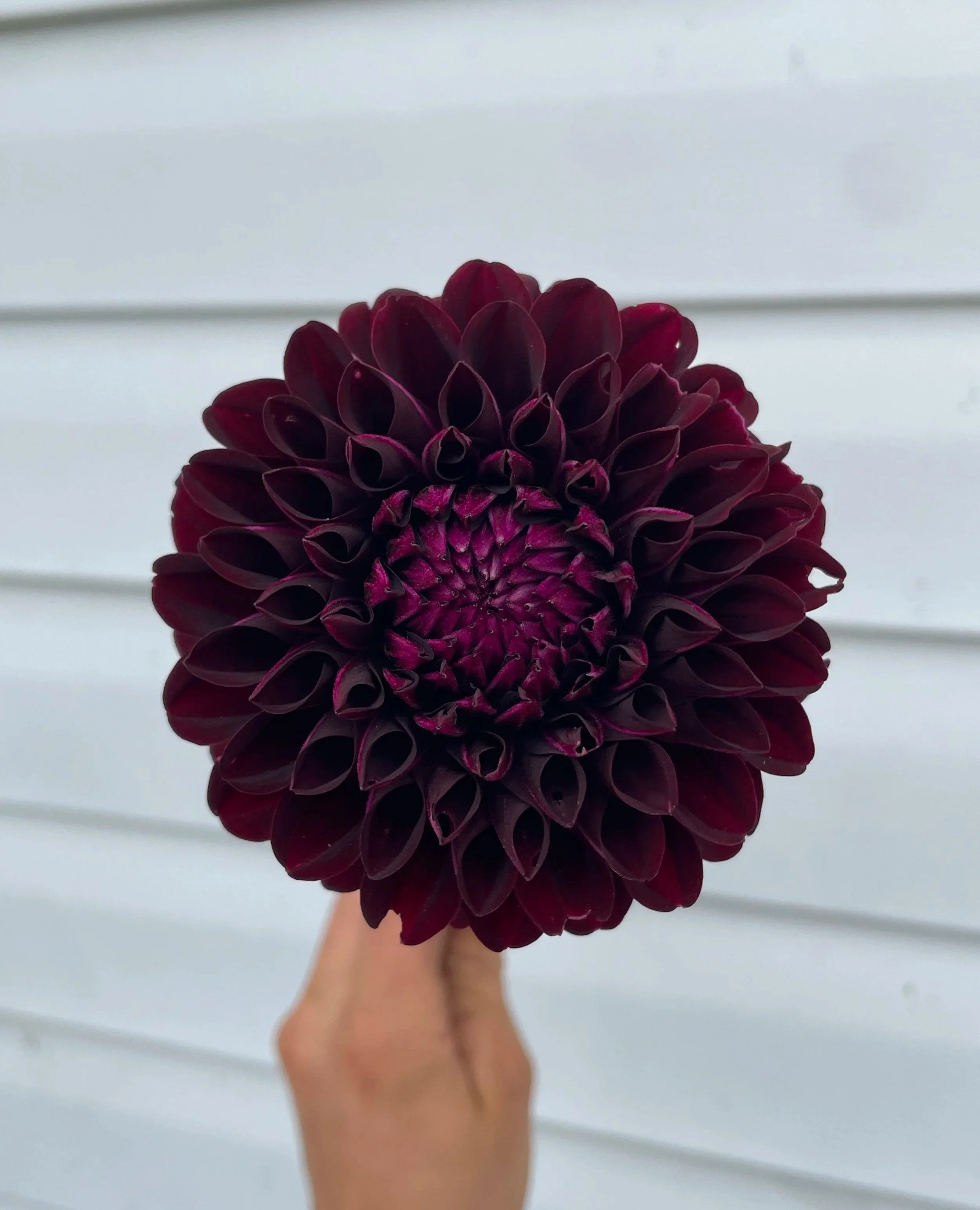 nighty-night-dahlia-tuber-canada-2.jpg