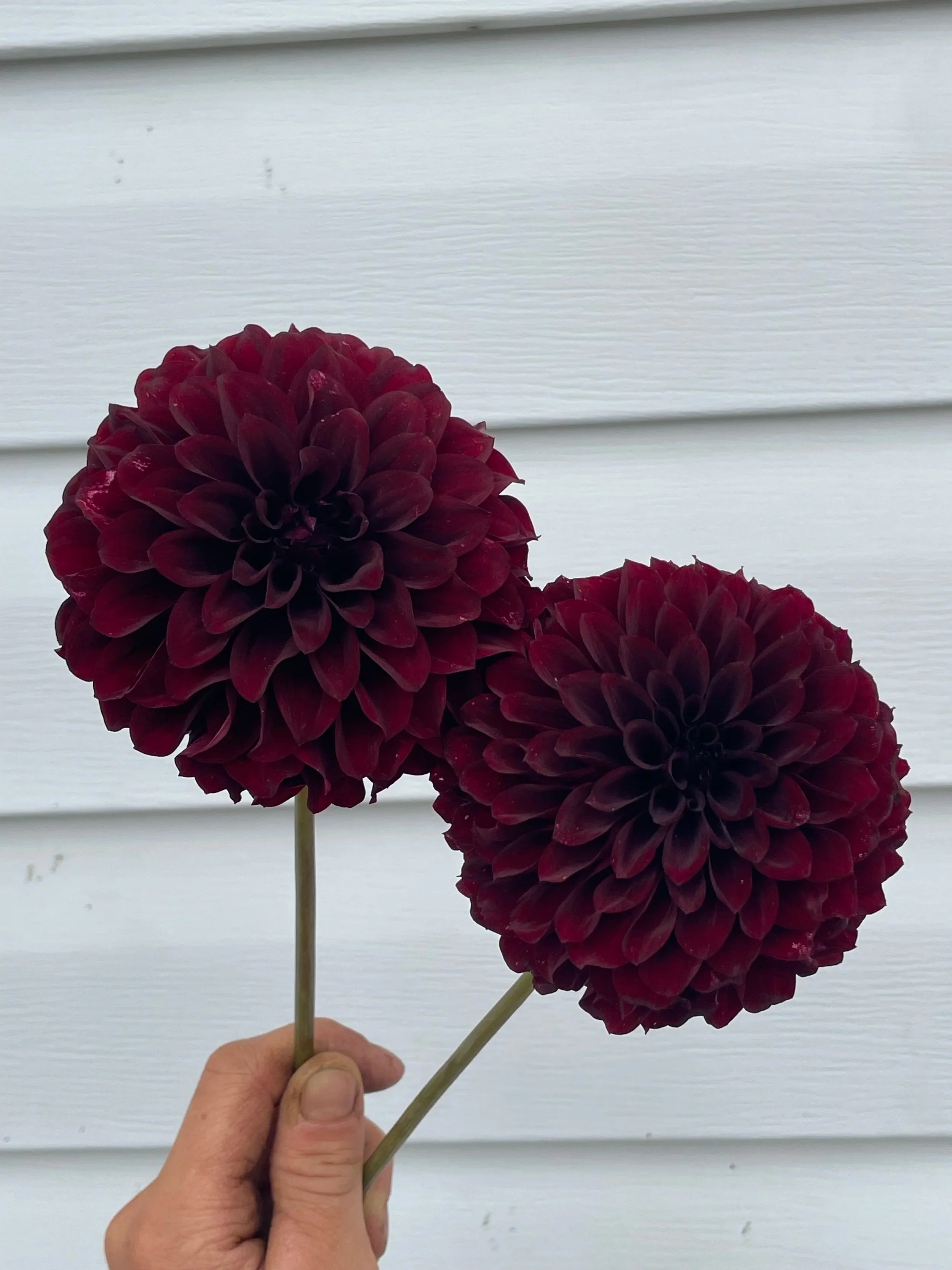 black-satin-Dahlia-Tuber-canada.jpg