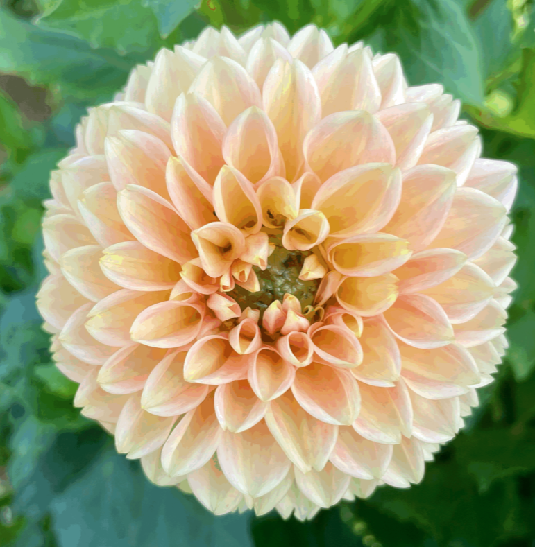mystery dahlia flower grown from tuber in Canada