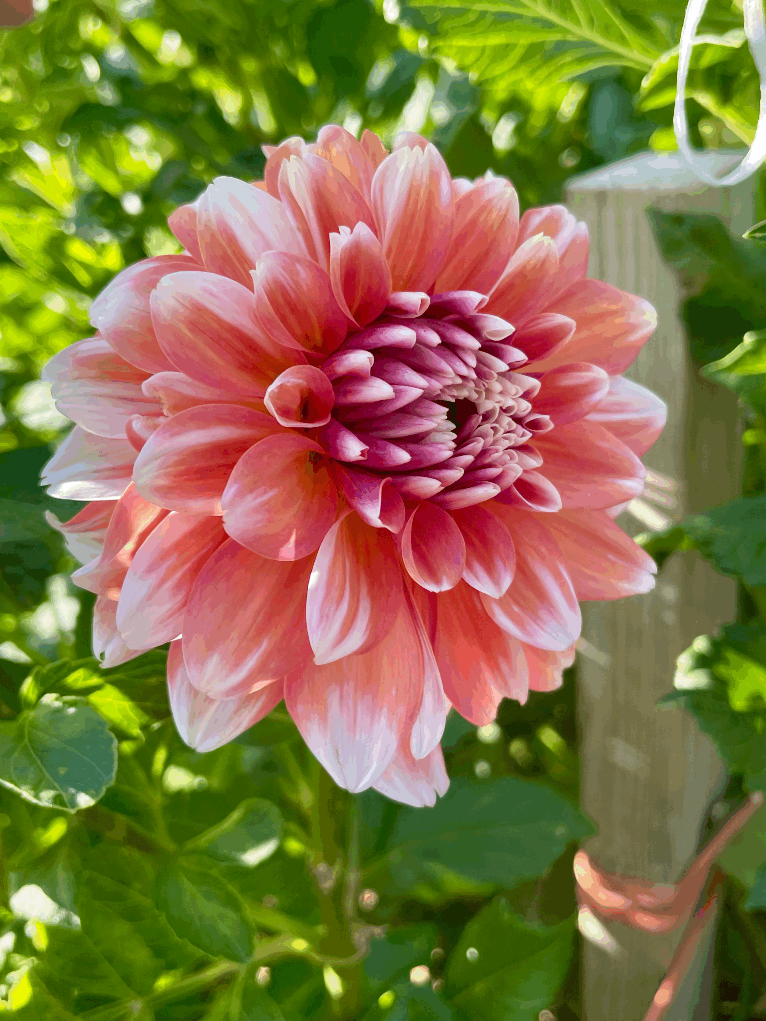 Sandia Candy Corn Dahlia Tuber