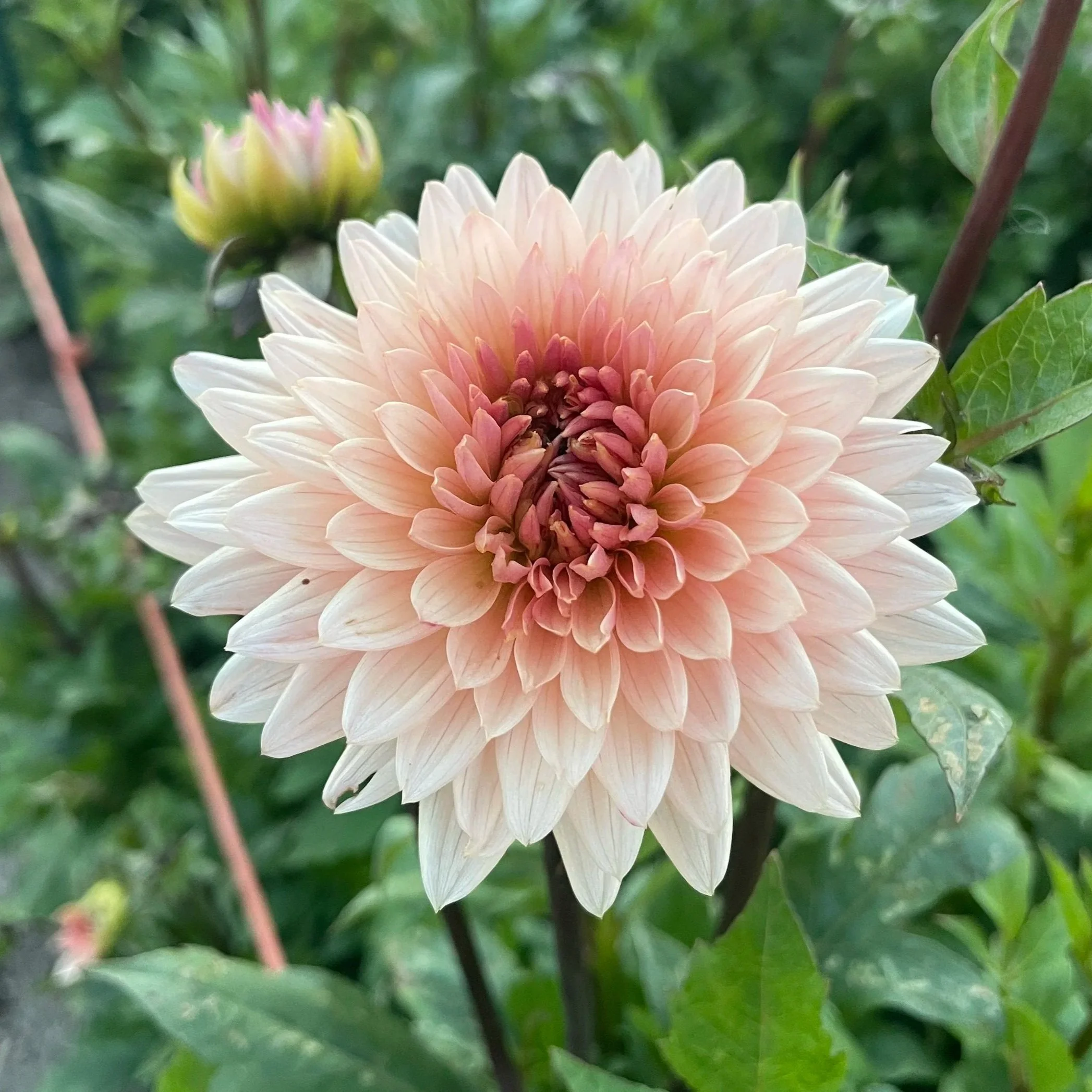 preference-2-Dahlia-Tuber.jpg