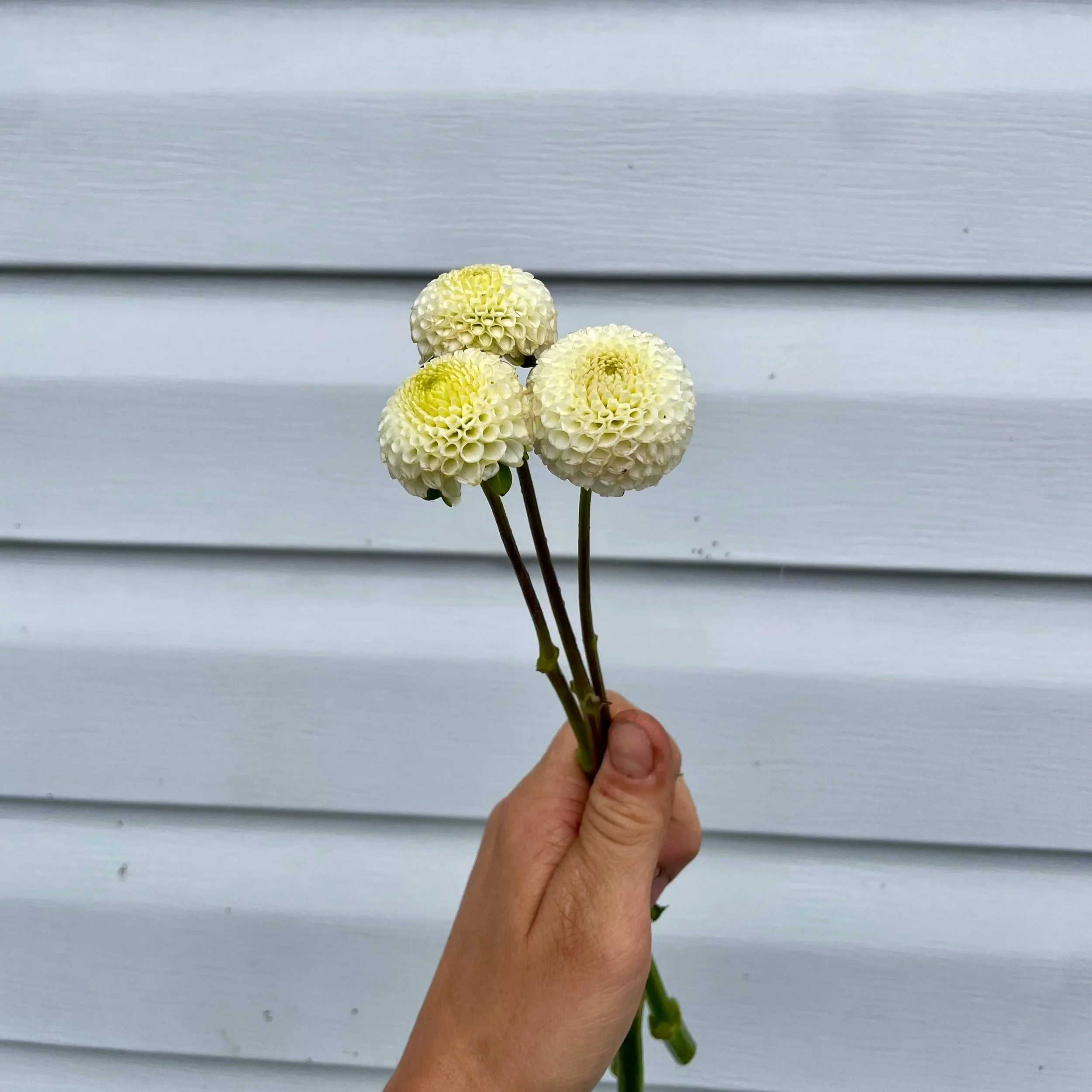 small-world-dahlia-tuber-canada.jpg