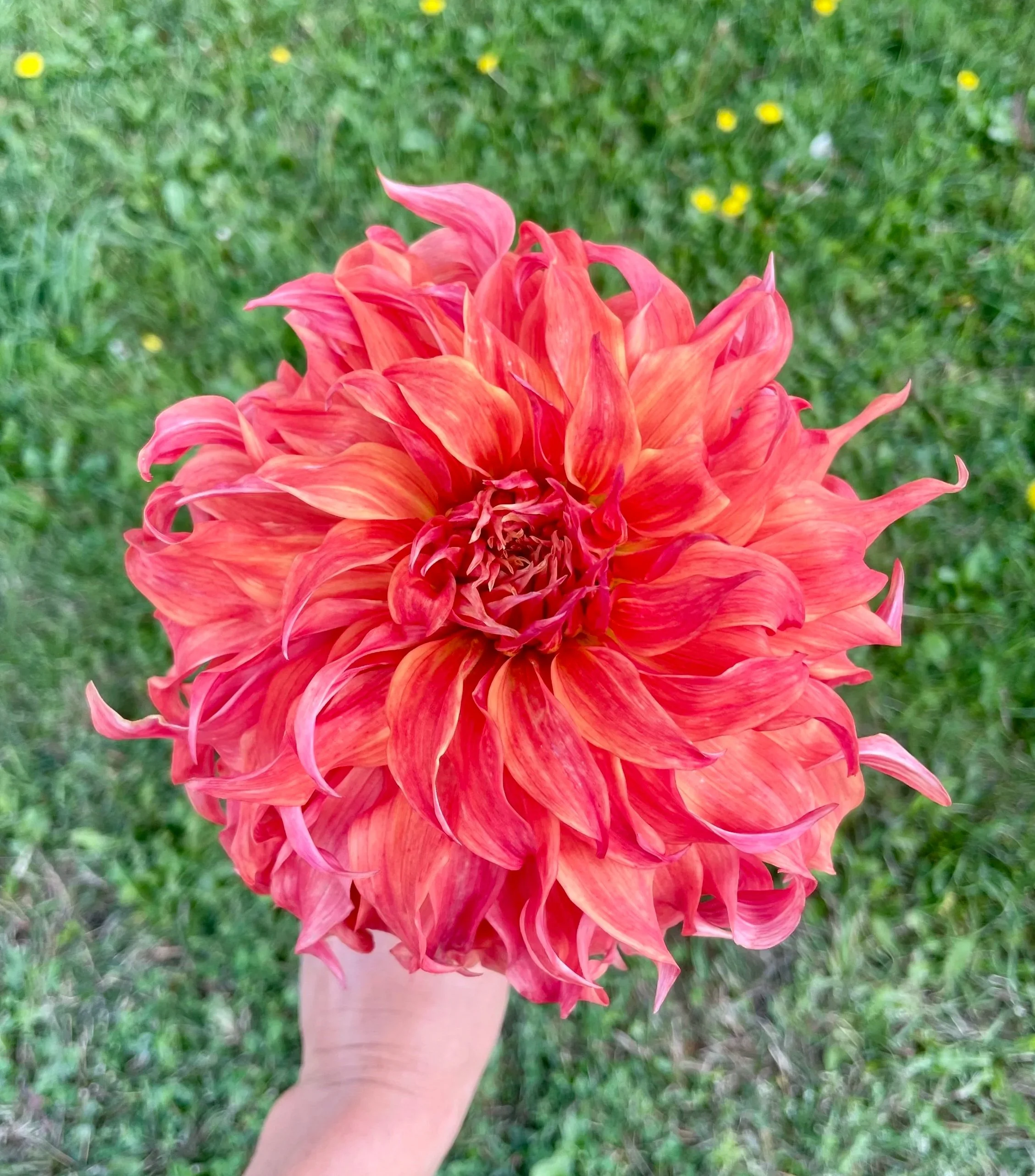 bloomquist-jean-dahlia-tuber-canada1.jpg