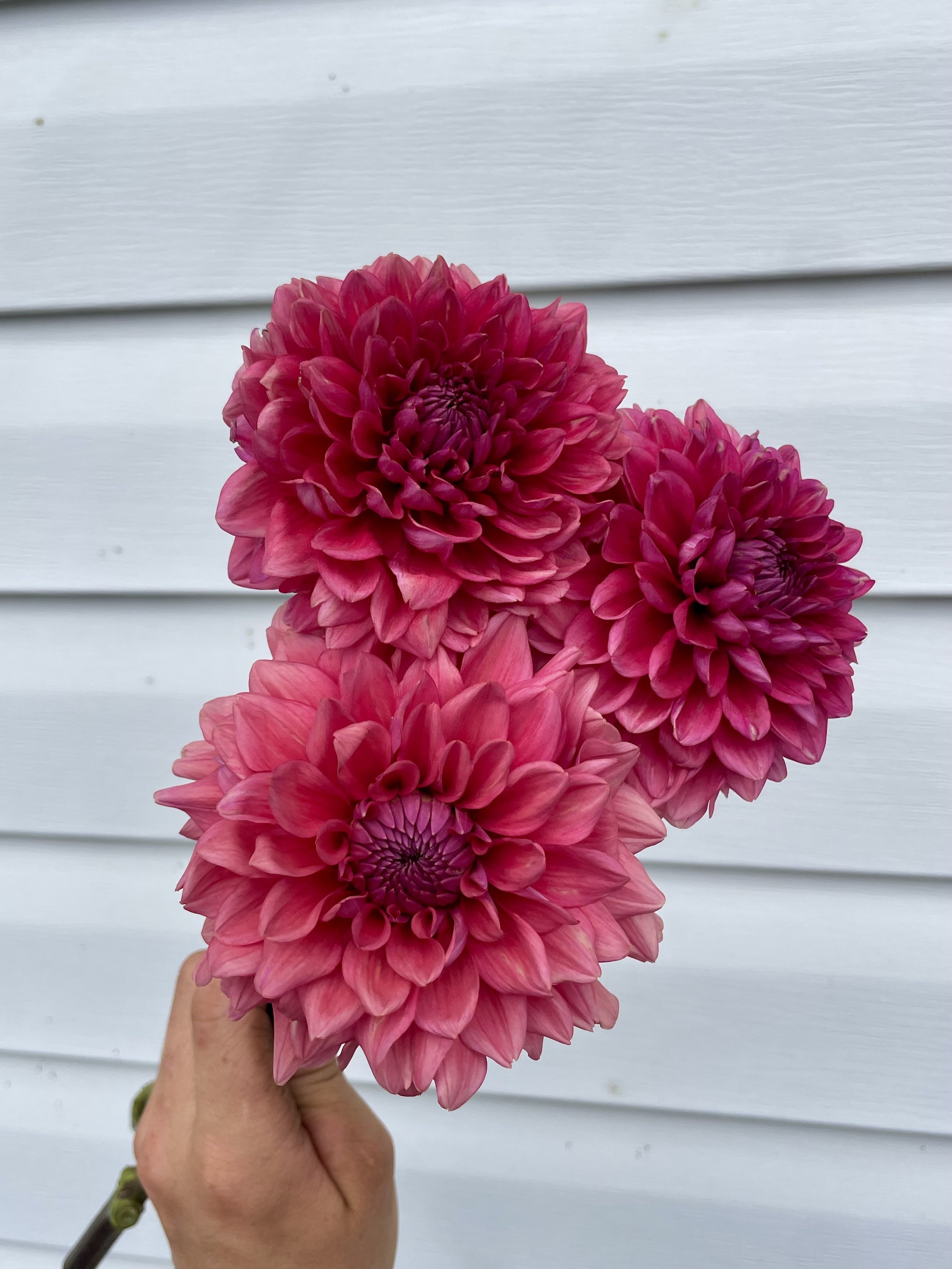 Mystique Dahlia Tuber