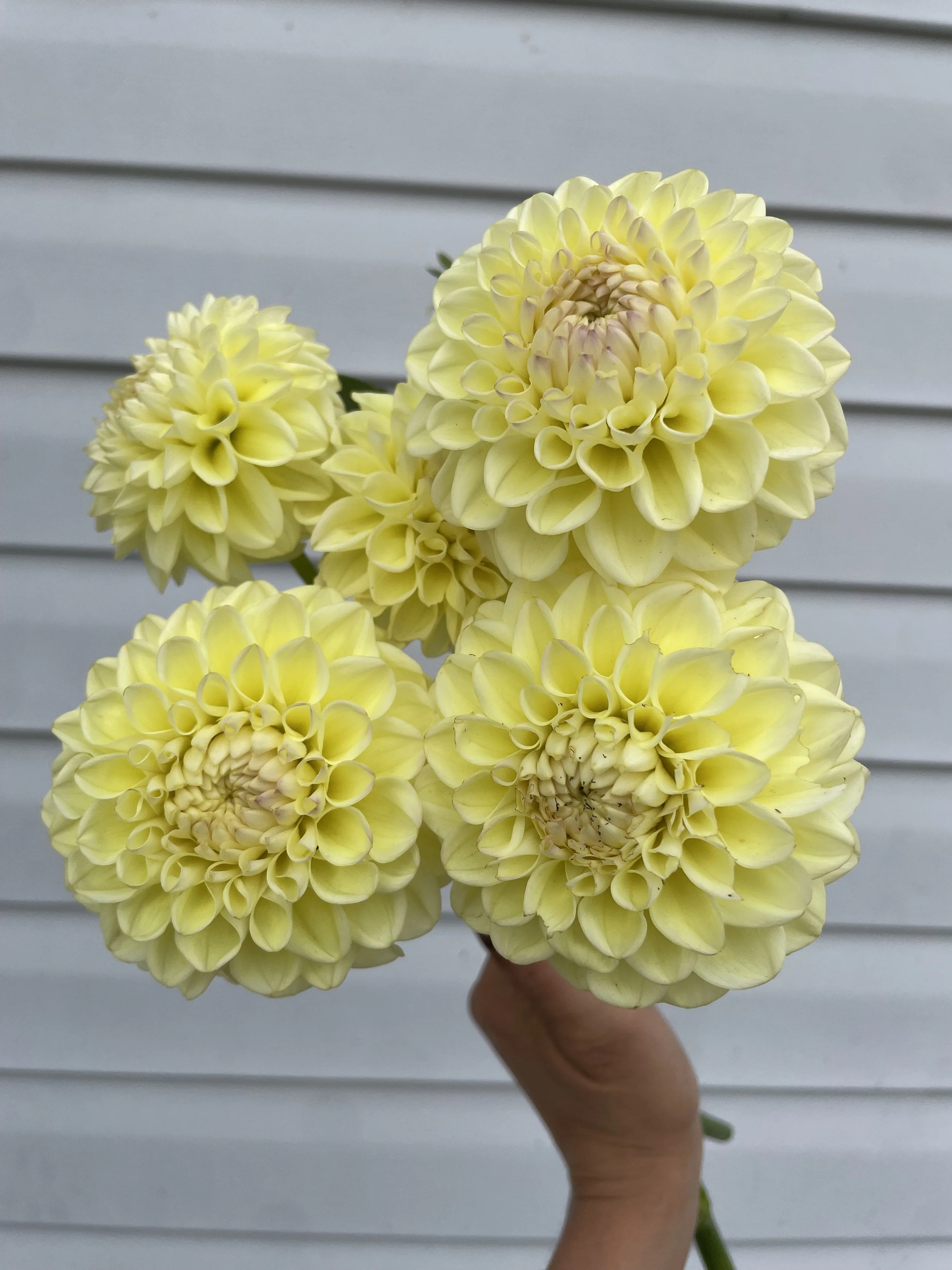 Ferncliff Bliss Dahlia Tuber