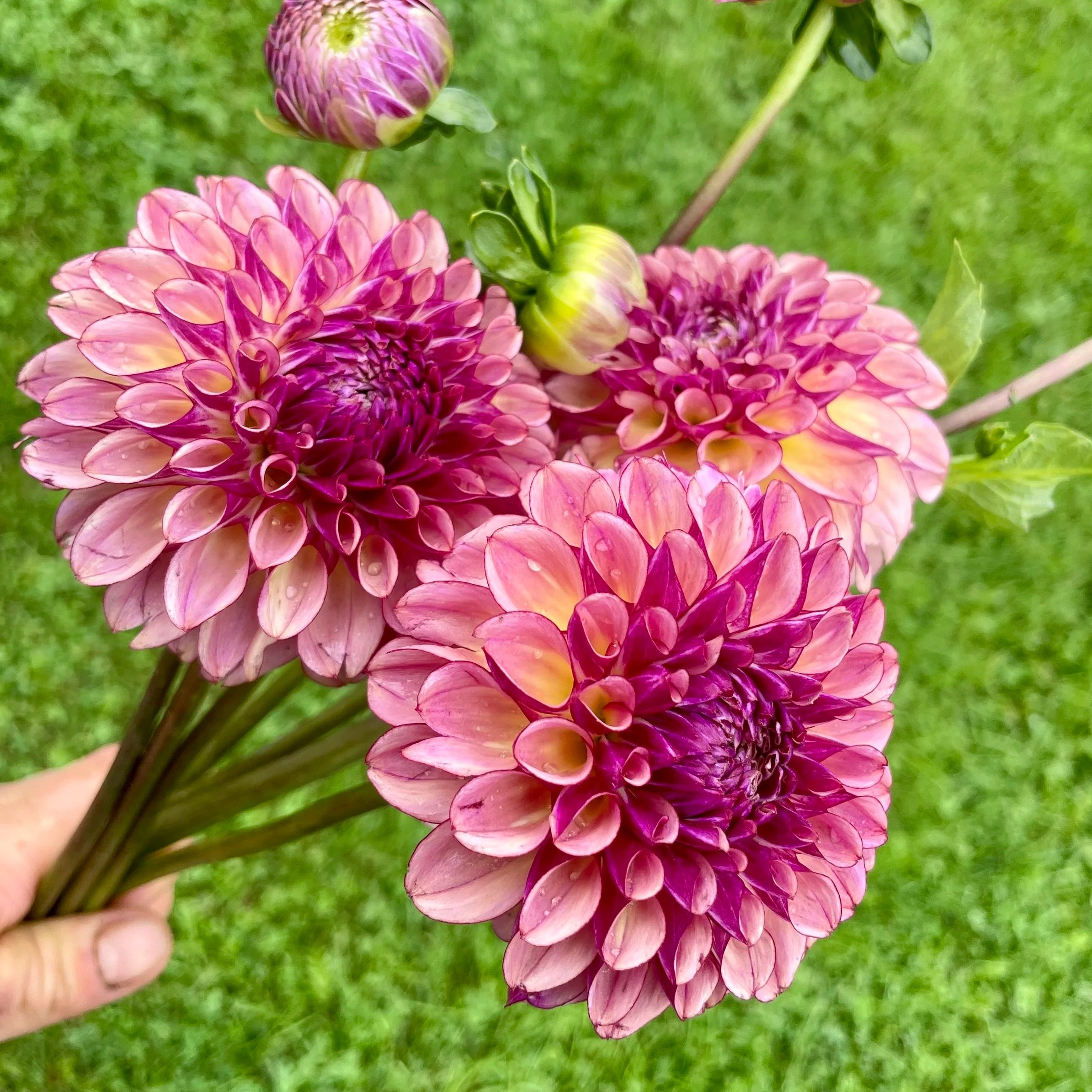 Ferncliff-Thunder-Dahlia-Tuber.jpg