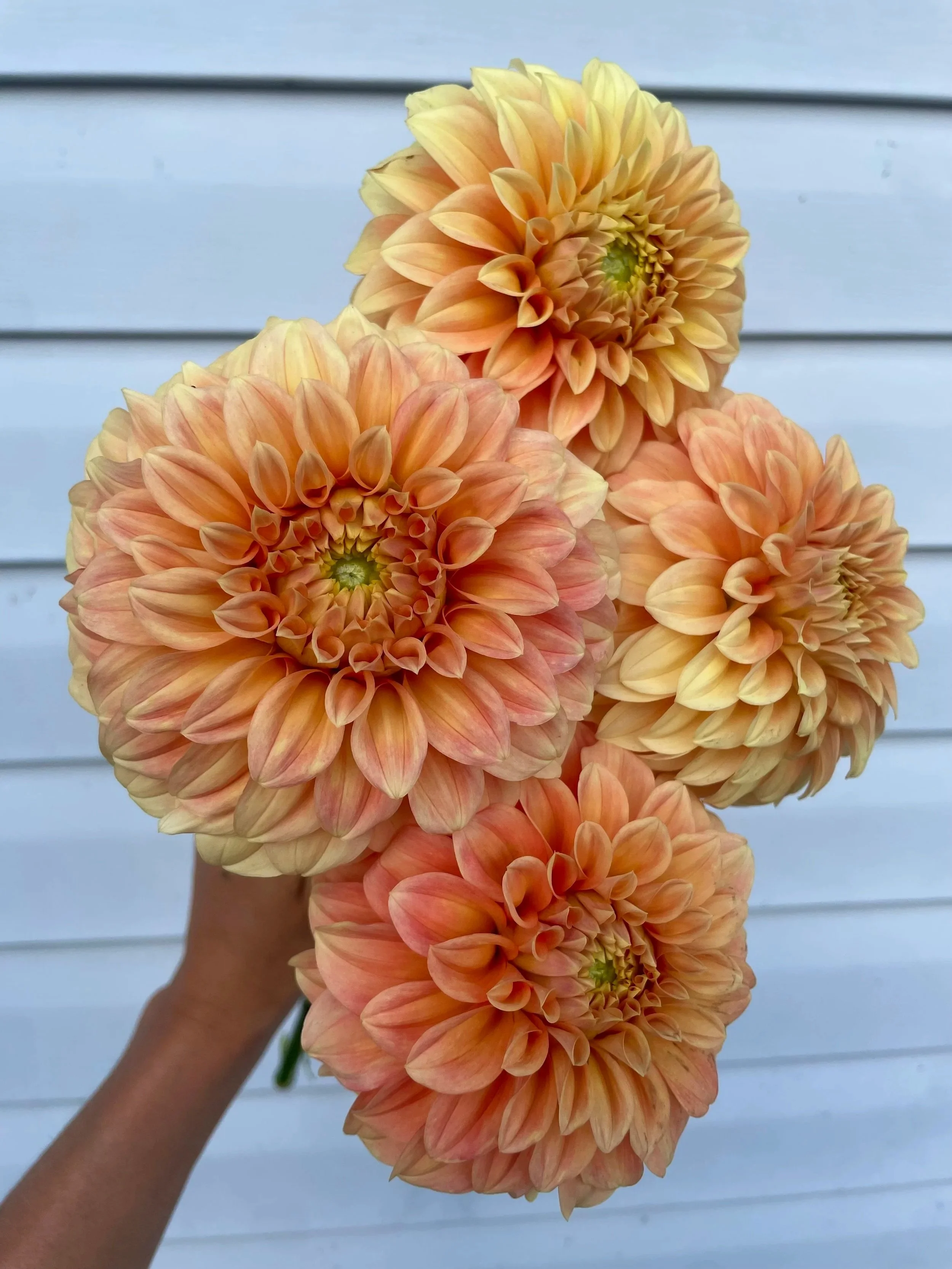 Bracken-palomino-Dahlia-tuber-canada1.jpg