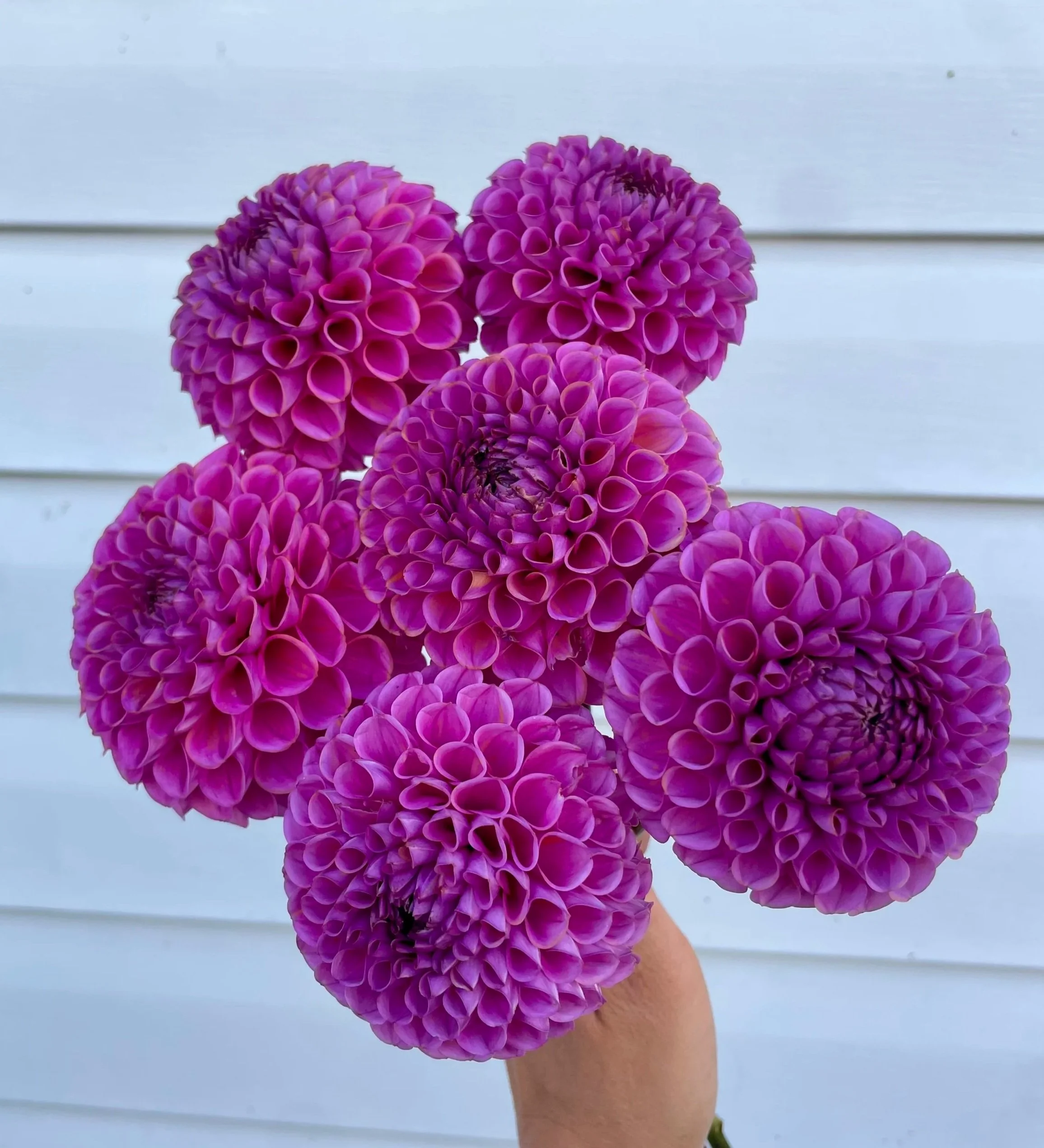 isabel-dahlia-tuber-canada.jpg
