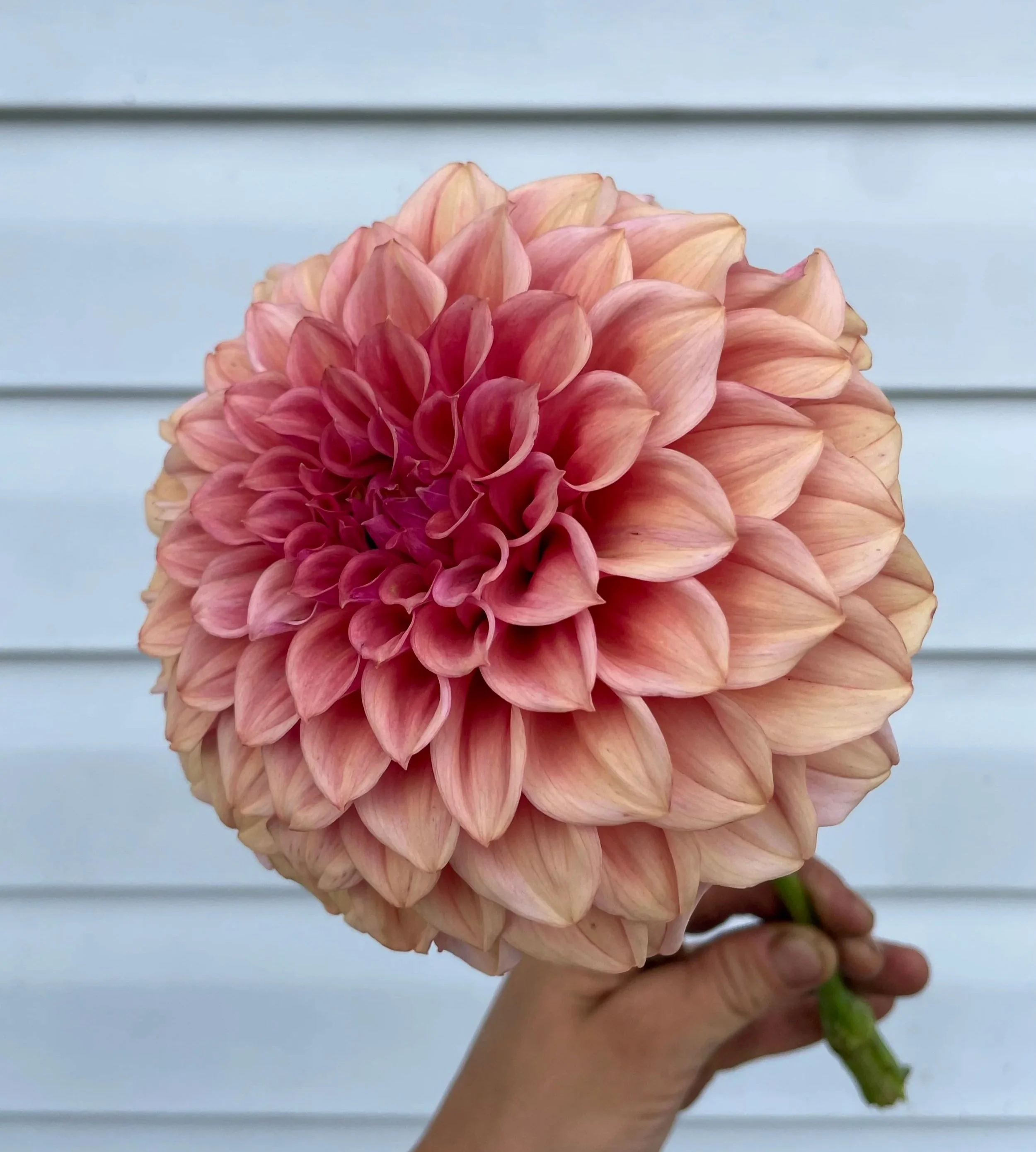 orange-globe-dahlia-tuber-canada14.jpg