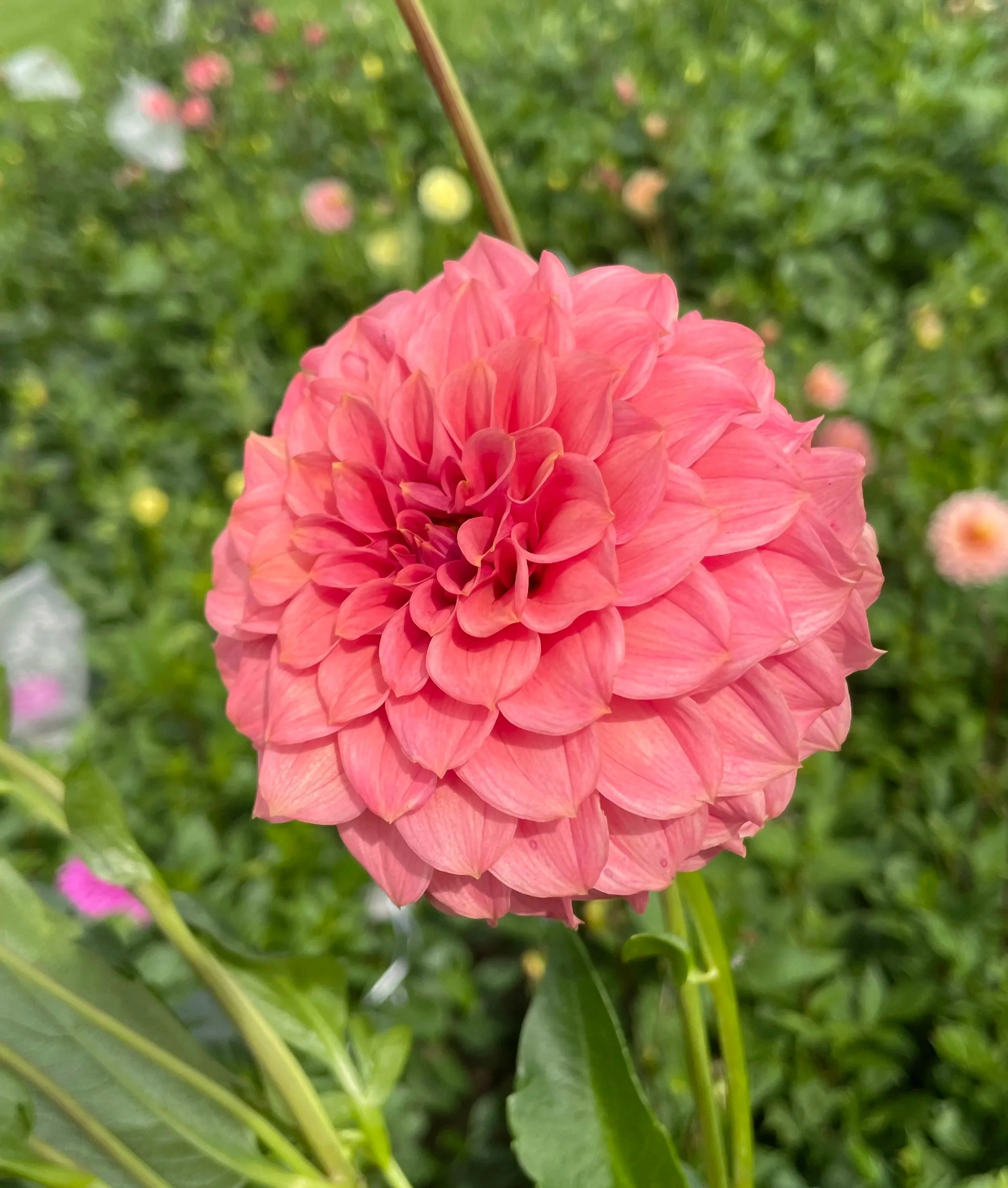 ka-keltie-rose-dahlia-tuber-canada.jpg
