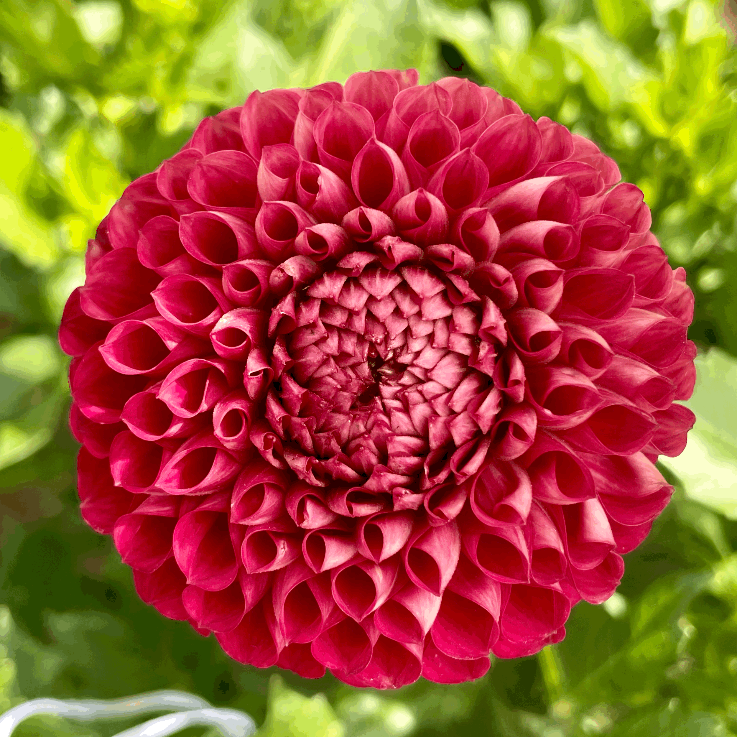Cornel dahlia flower grown from tuber in Canada