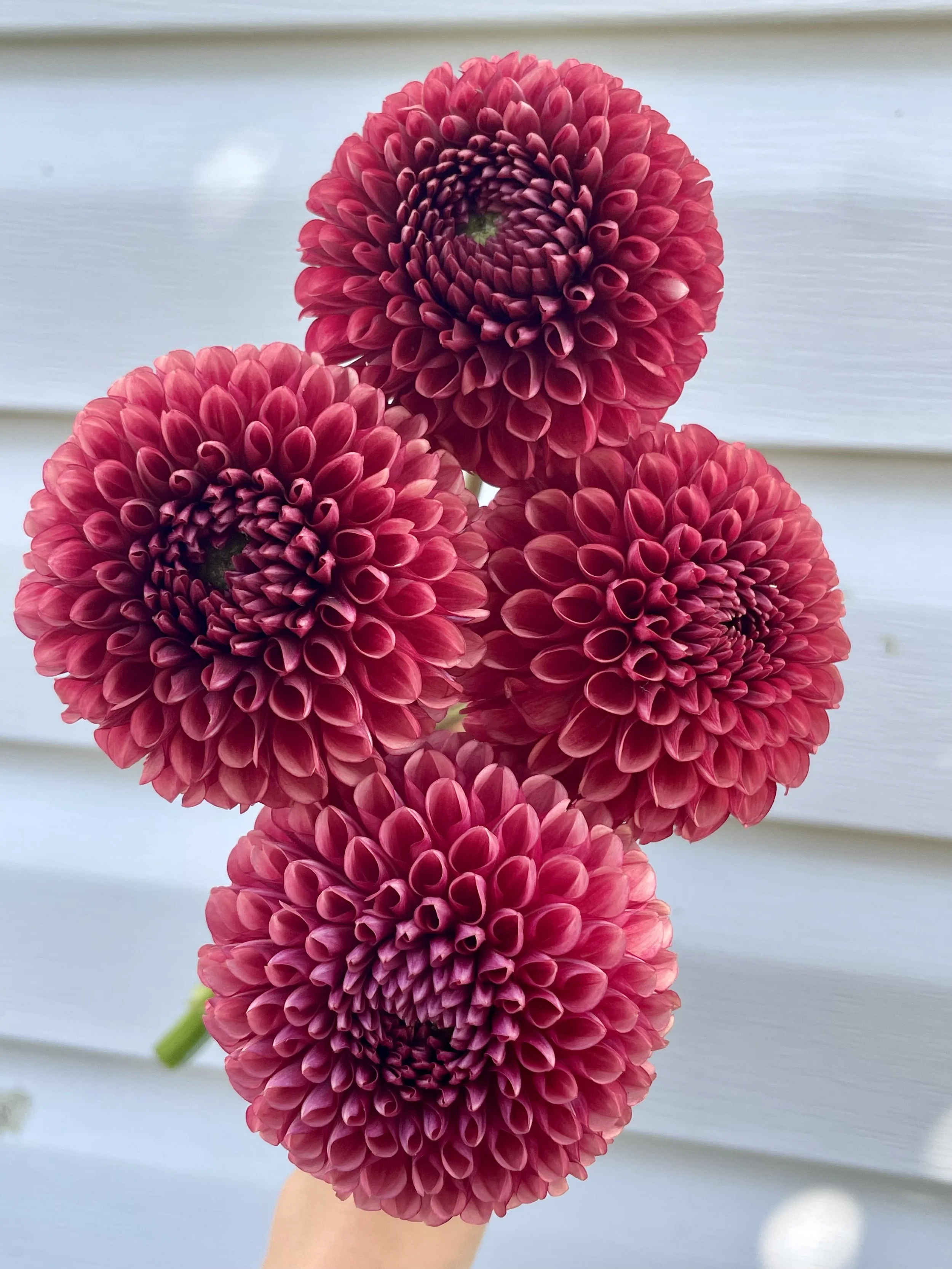 copper-boy-dahlia-tuber-canada-1.jpeg