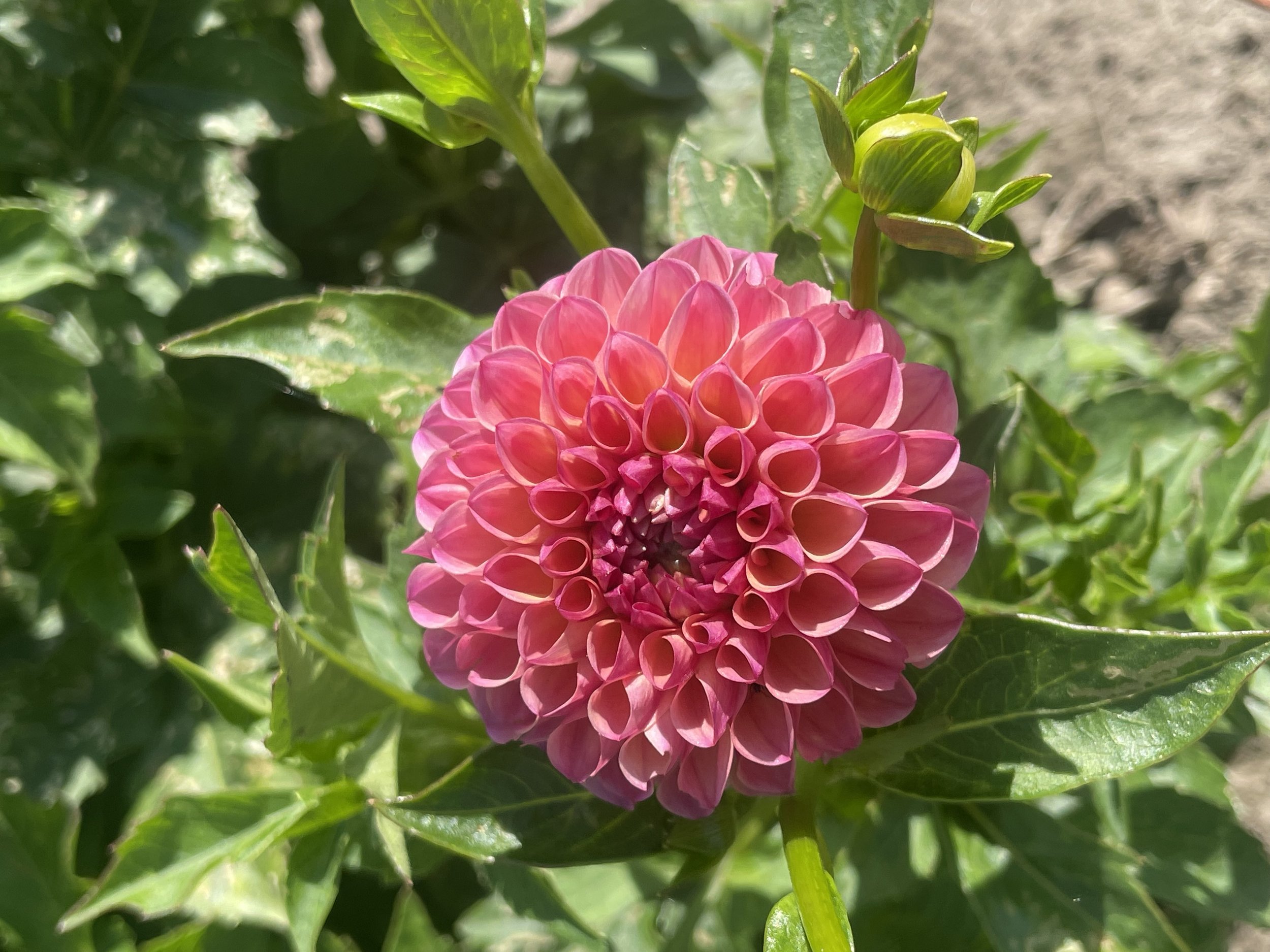 triple-lee-dee-dahlia-tuber-canada.jpeg