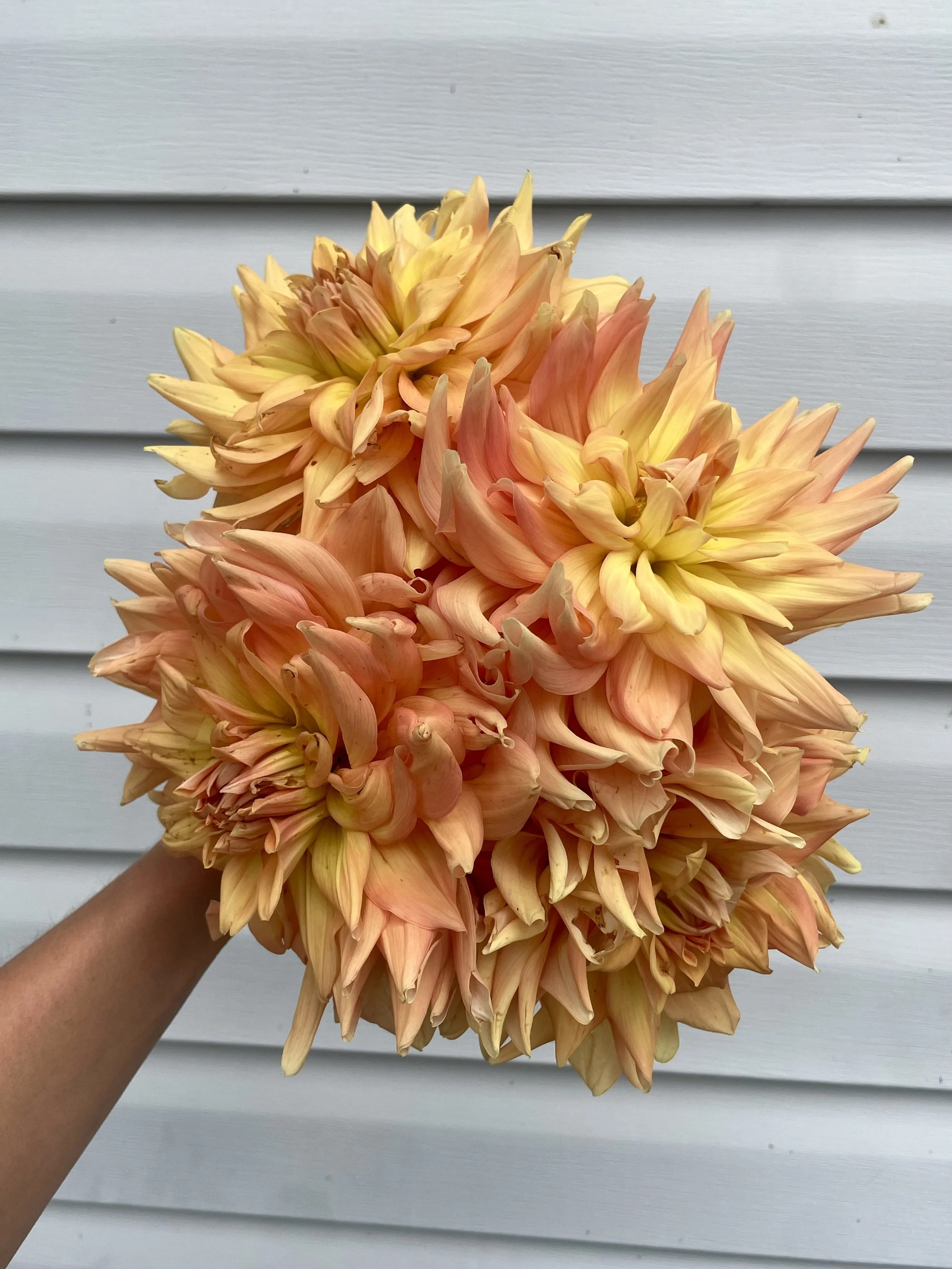 Hamari Gold Dahlia Tuber