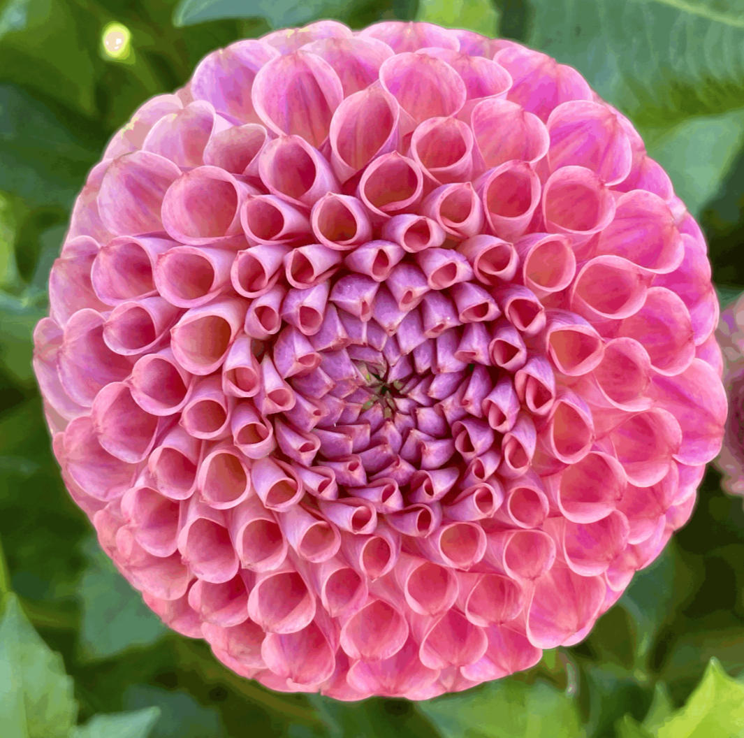 Jowey Winnie dahlia flower grown from tuber in Canada