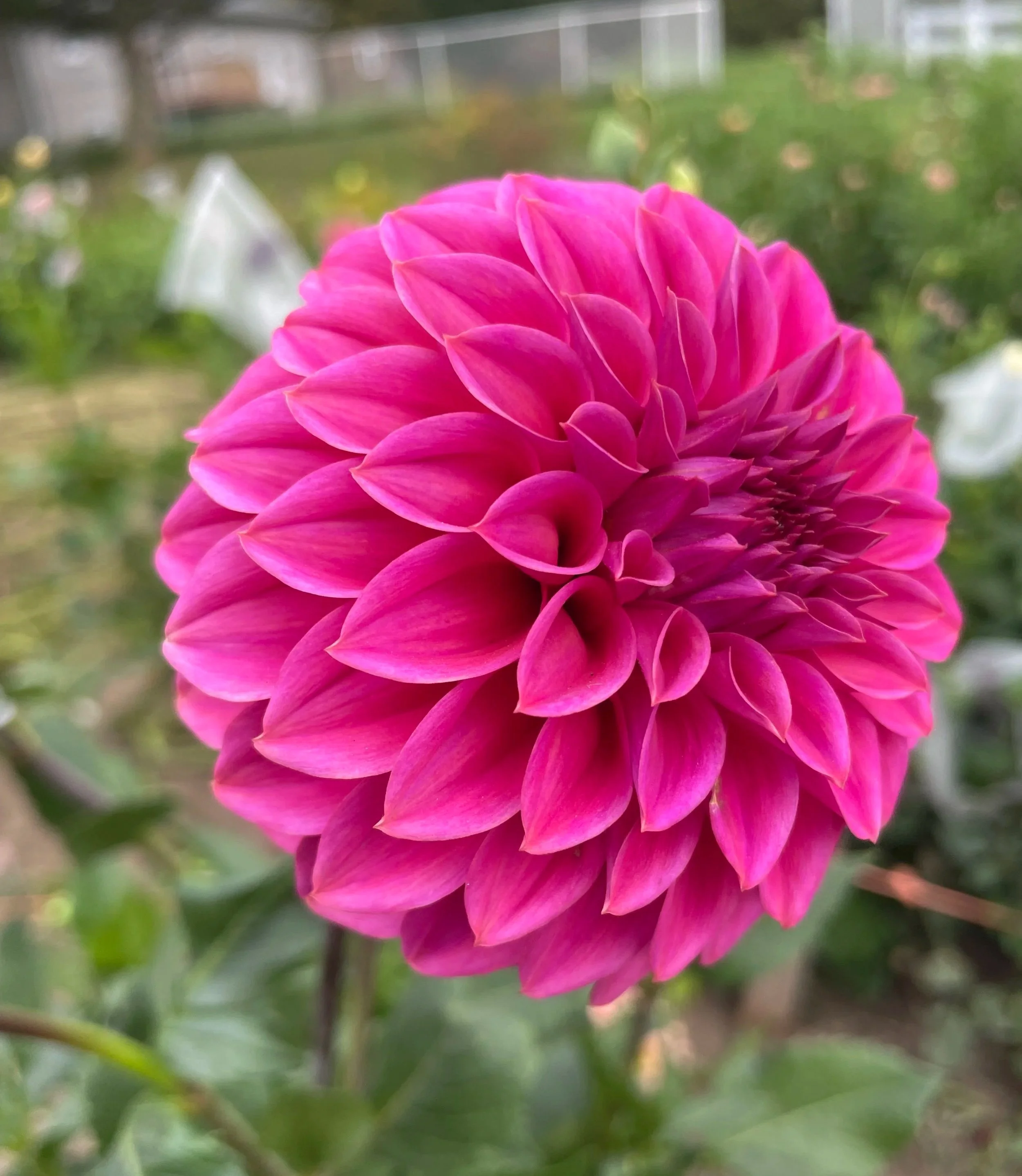 ferncliff-classy-canada-dahlia-tuber.jpg