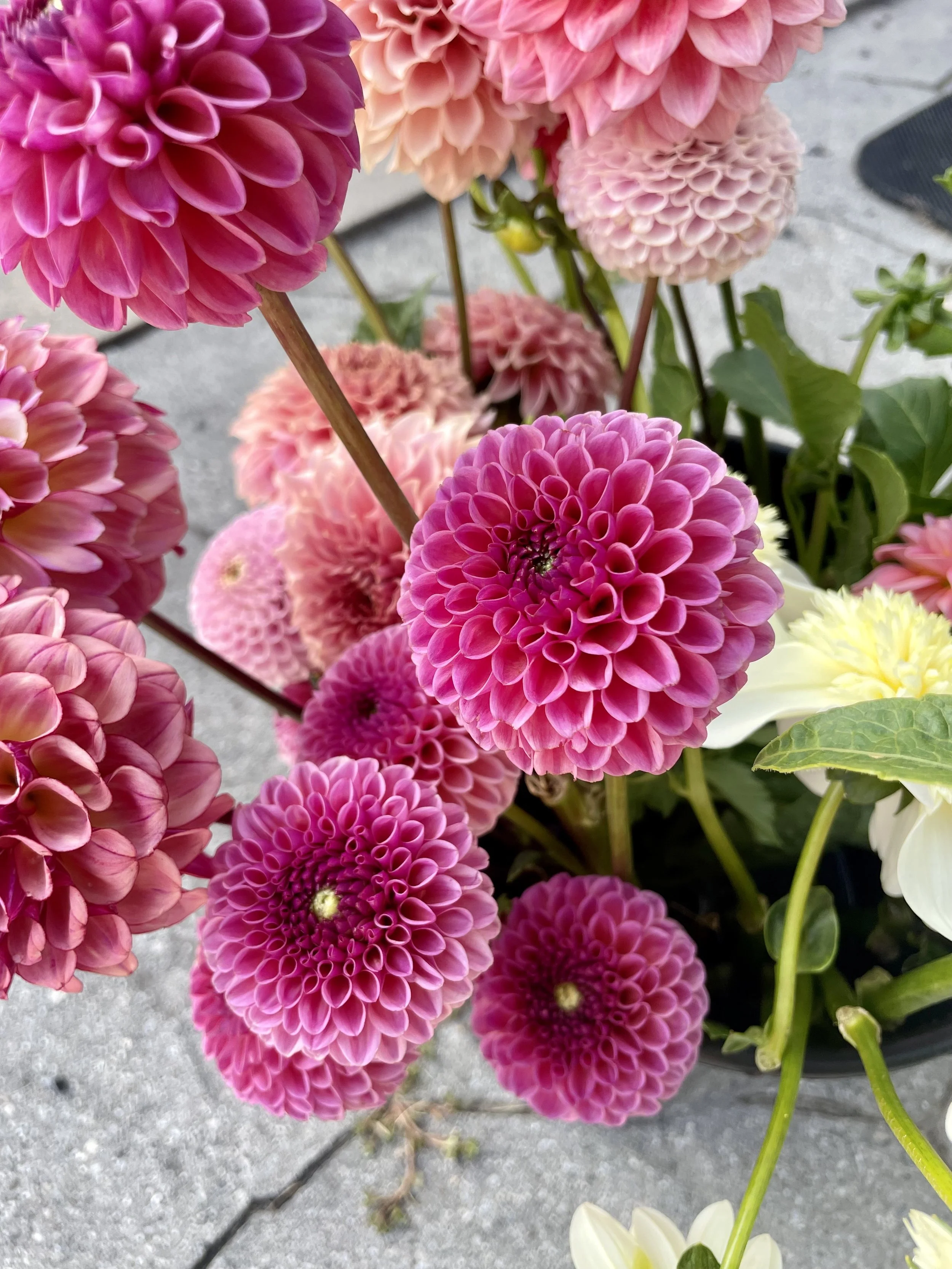 amethyst-glow-dahlia-tuber-canada.jpeg