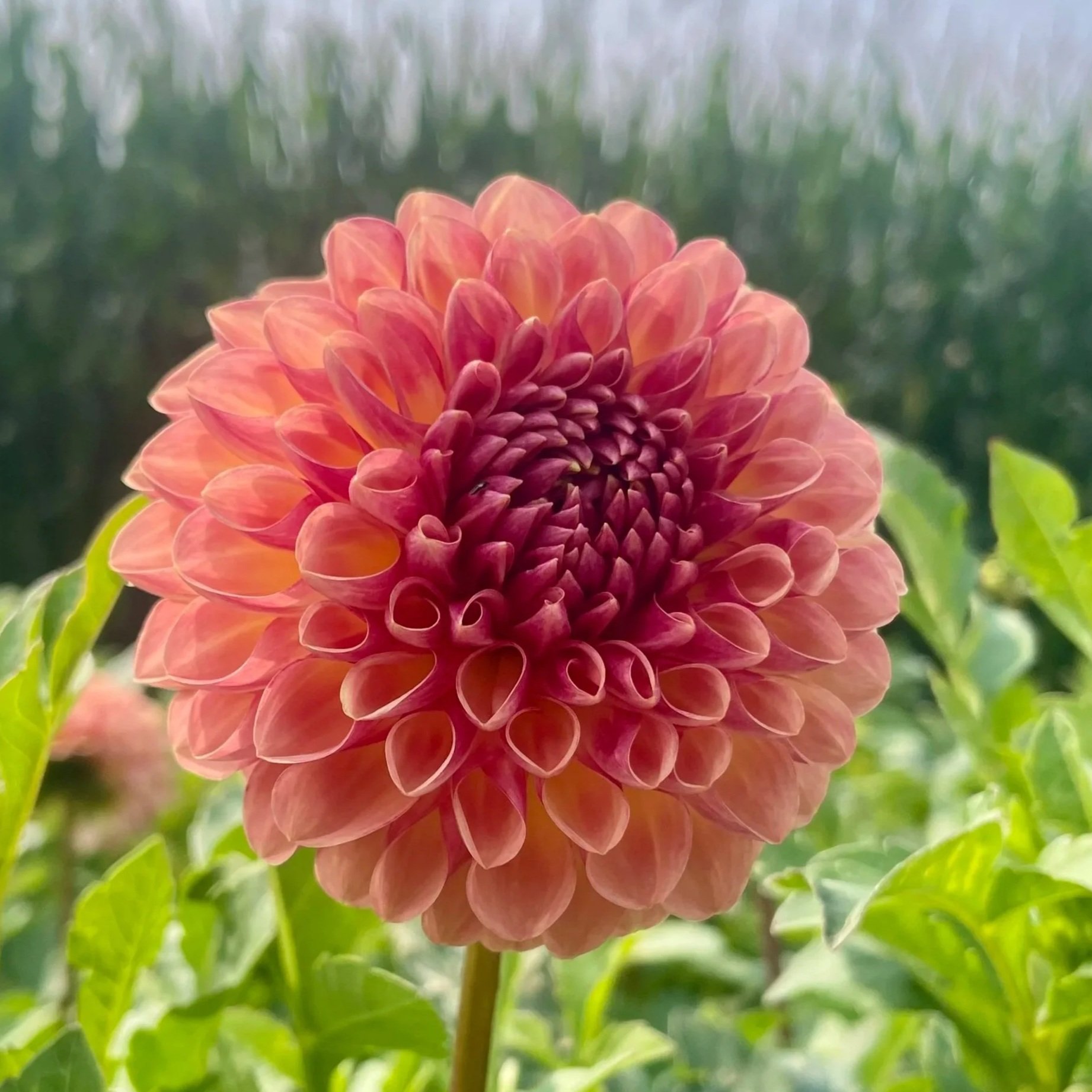 coseytown-bounty-dahlia-tuber.jpg