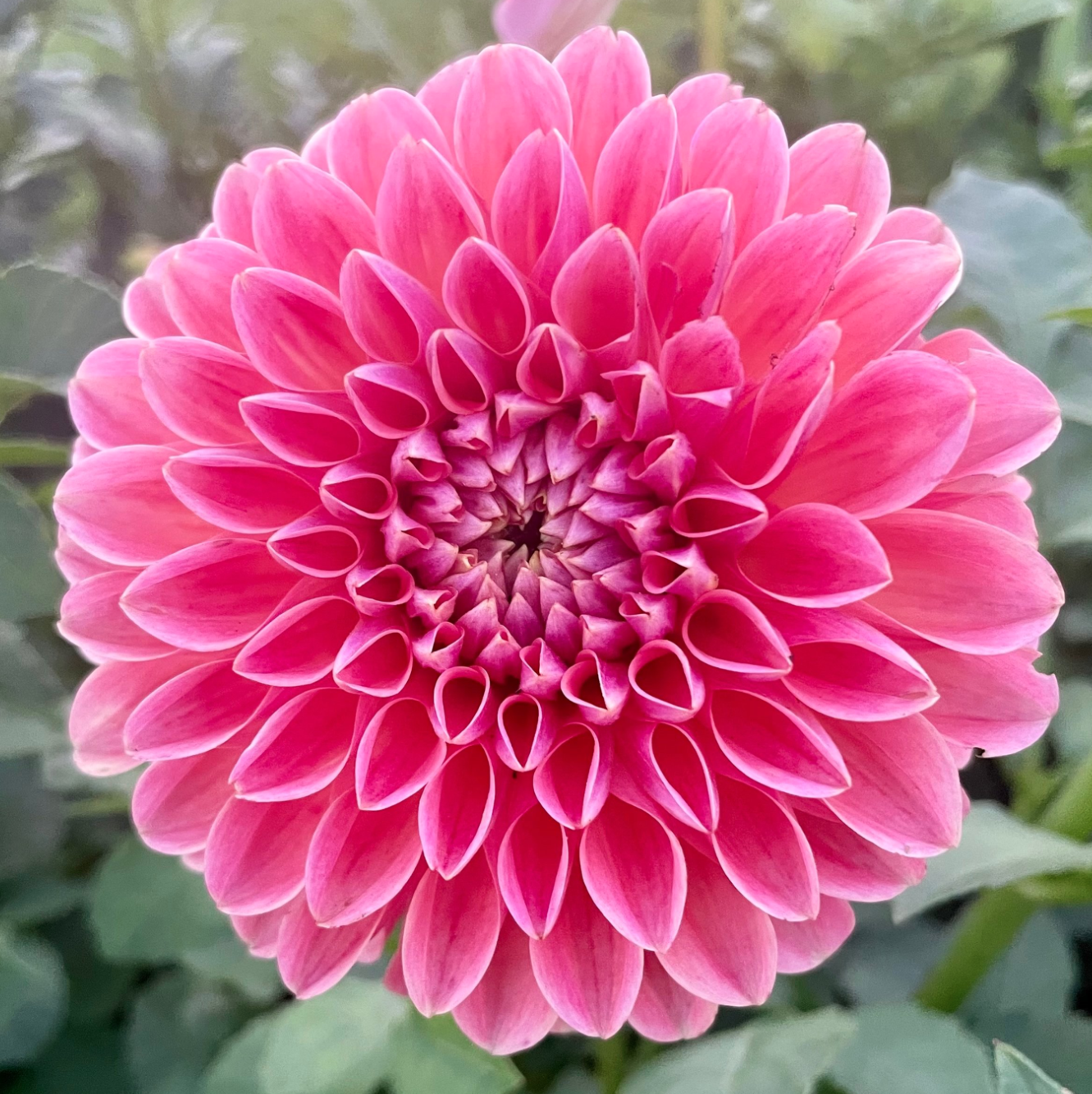 Pink Sylvia Dahlia Tuber