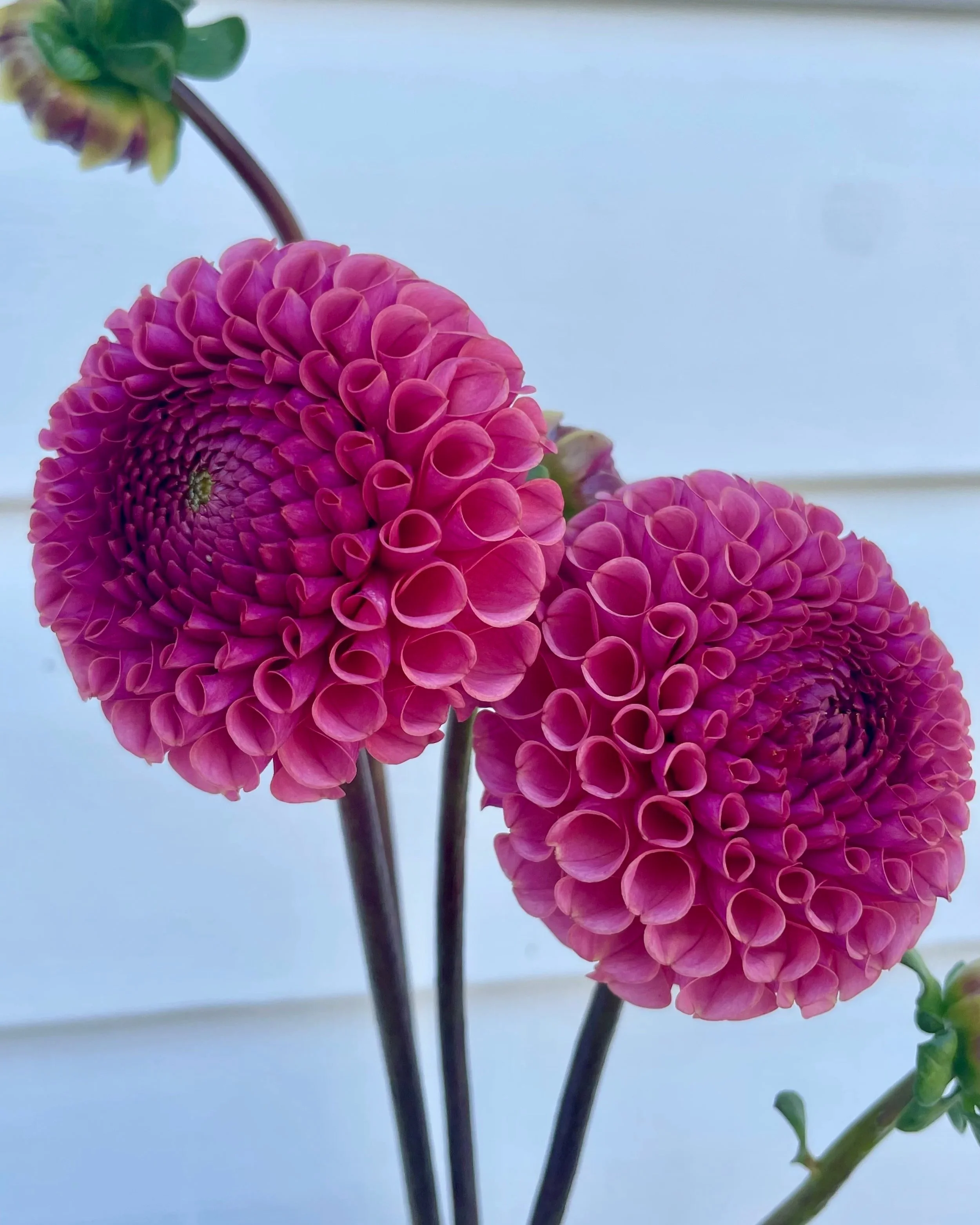 Ferncliff Rusty Dahlia Tuber