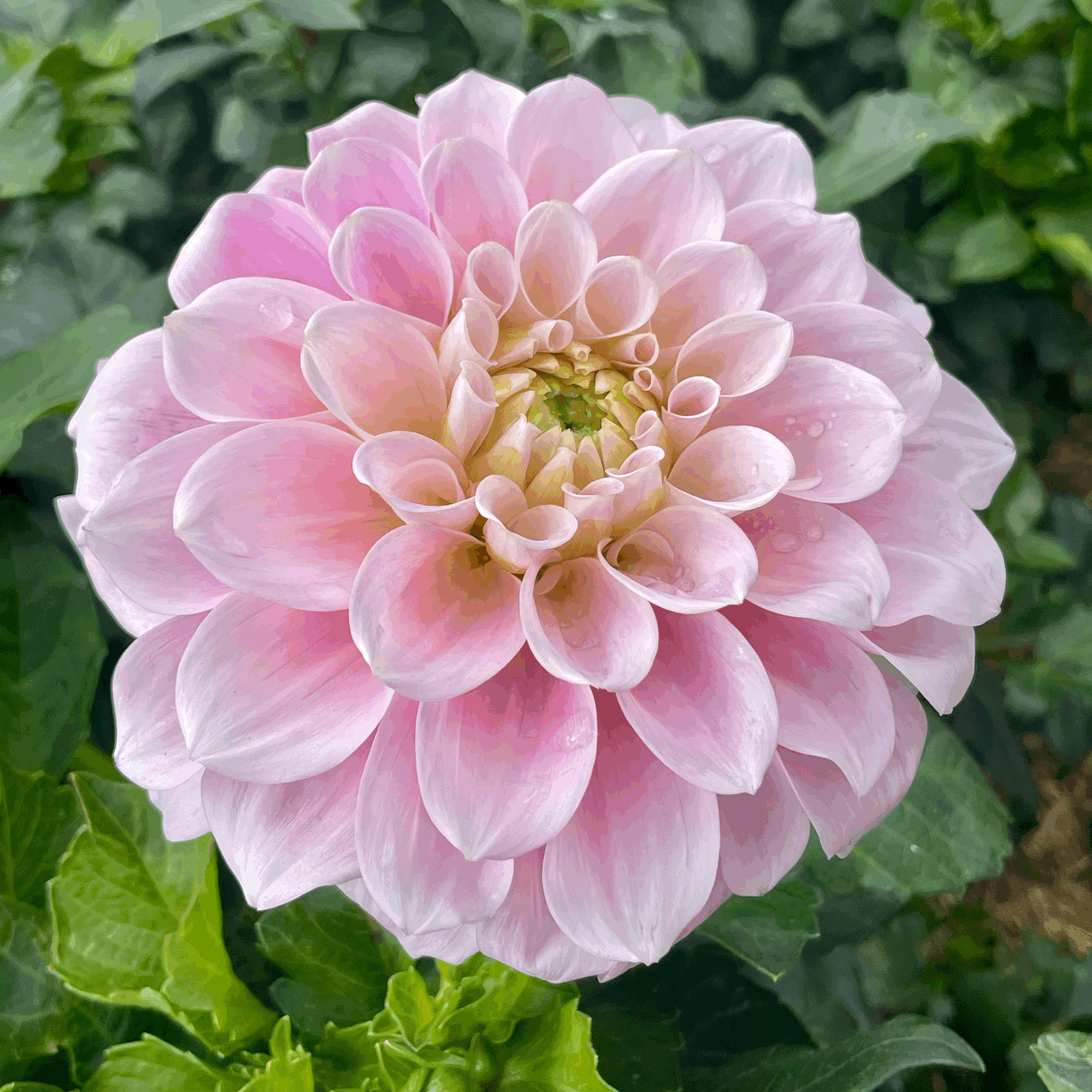 sweet Nathalie dahlia flower grown from tuber in Canada