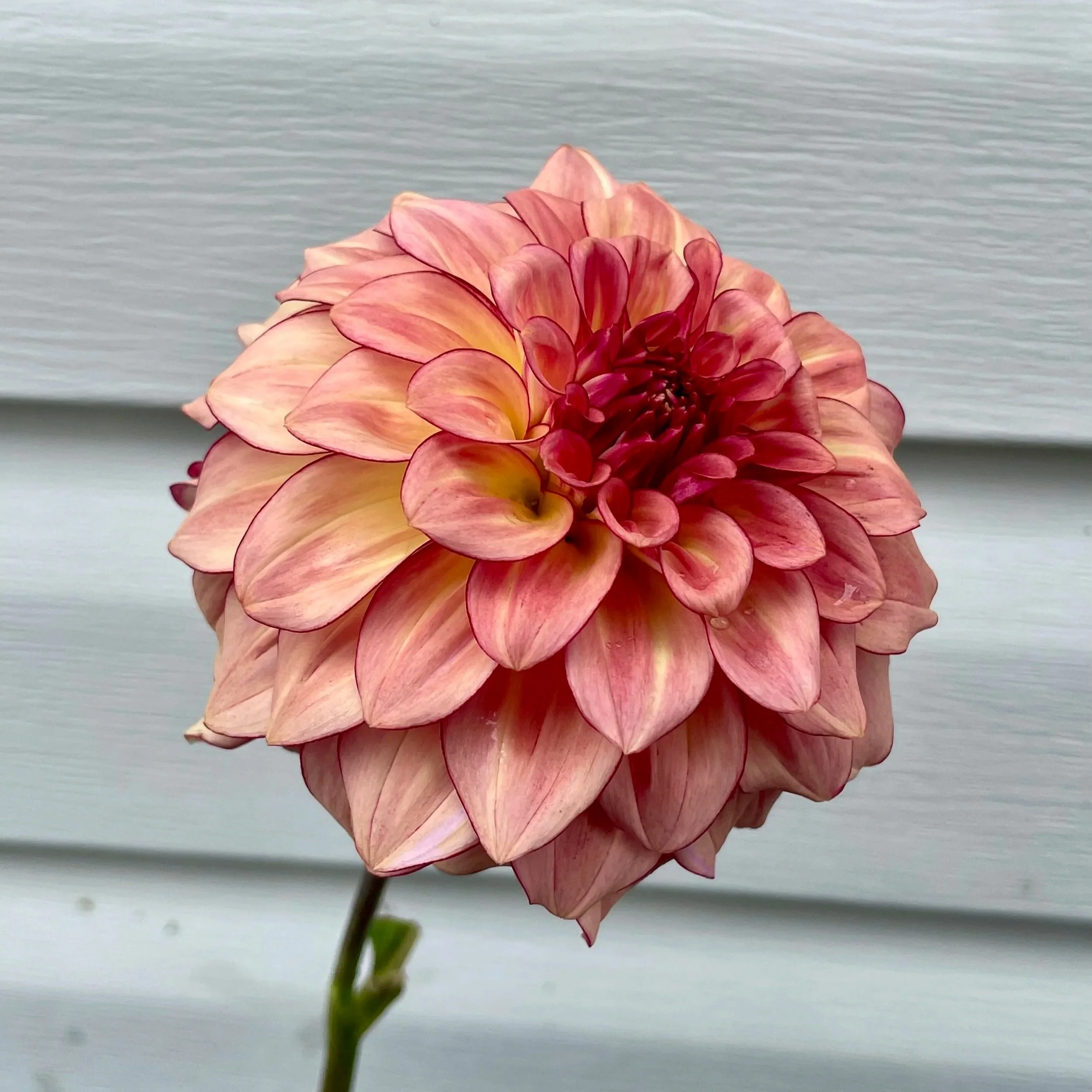KA's® Mocha Katie Dahlia Tuber
