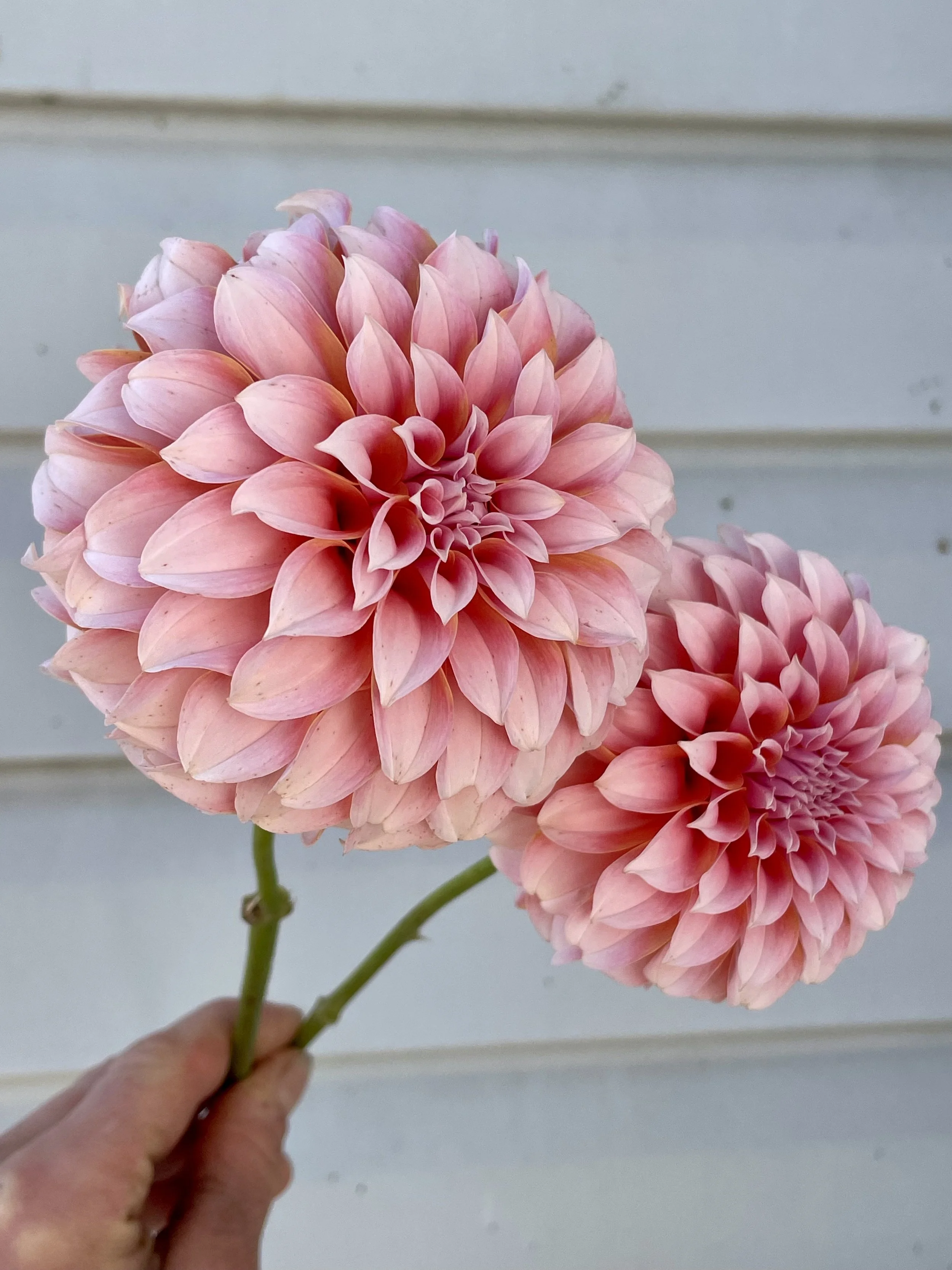 Peaches n cream  dahlia blooms grown at a Canadian flower farm