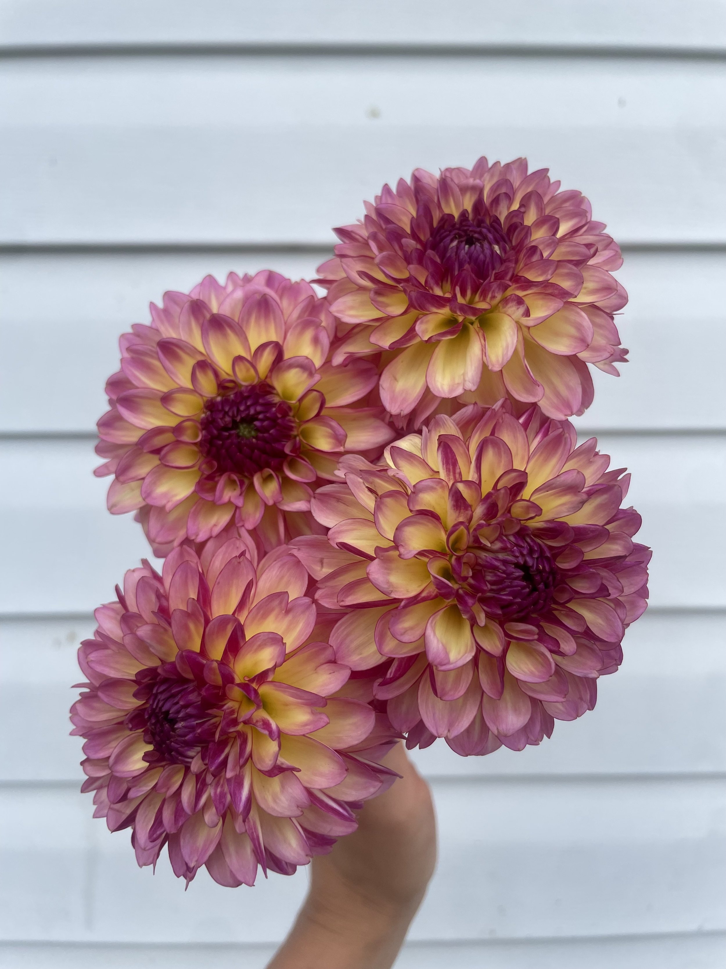 Foxy Lady Dahlia Tuber