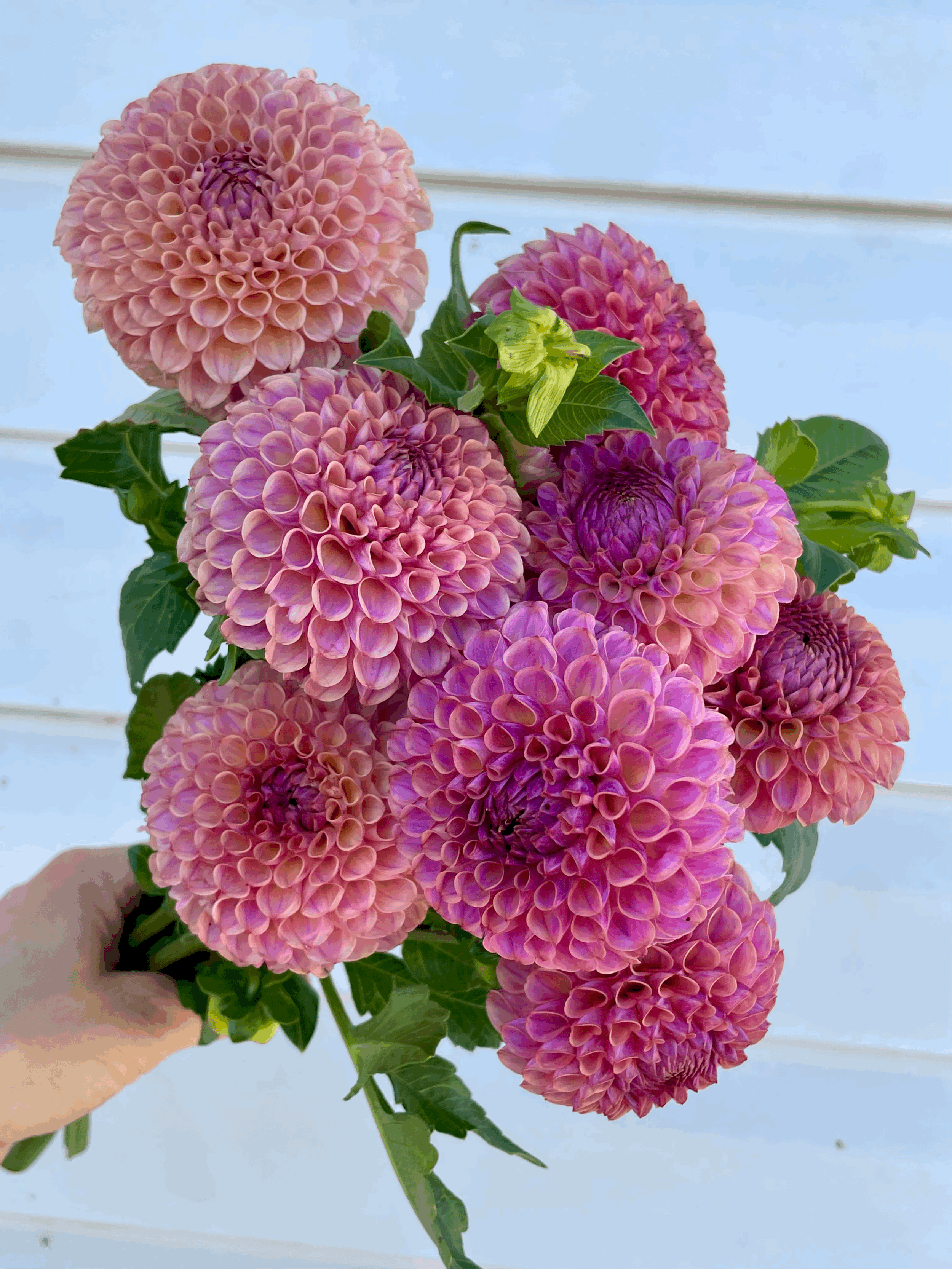 Caitlin's Joy Dahlia Tuber