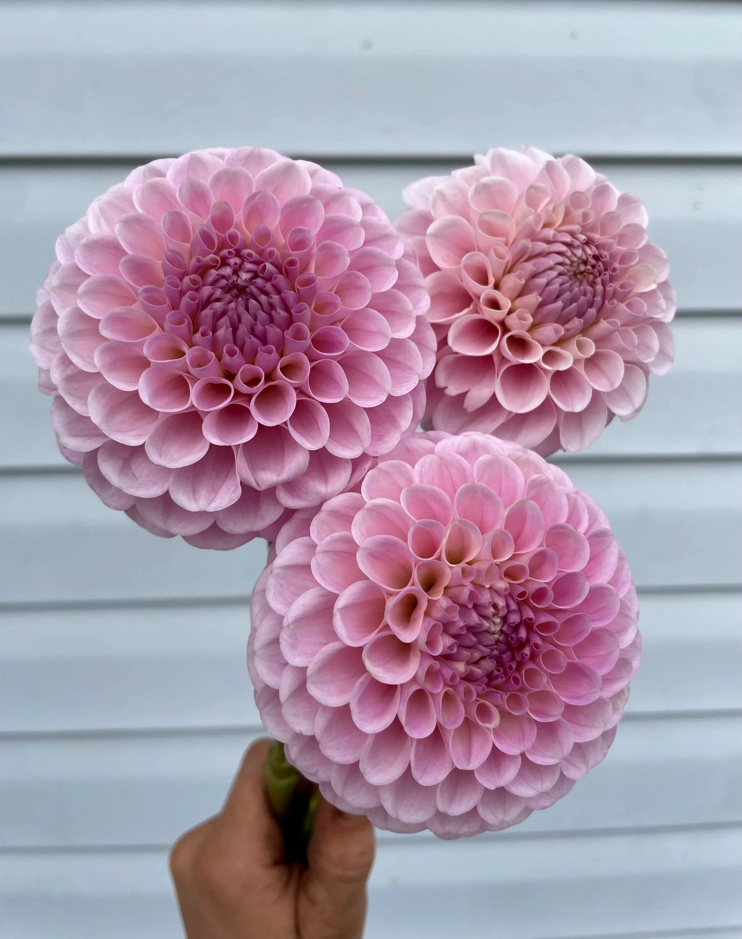 wizard-of-oz-dahlia-tuber-canada1.jpg