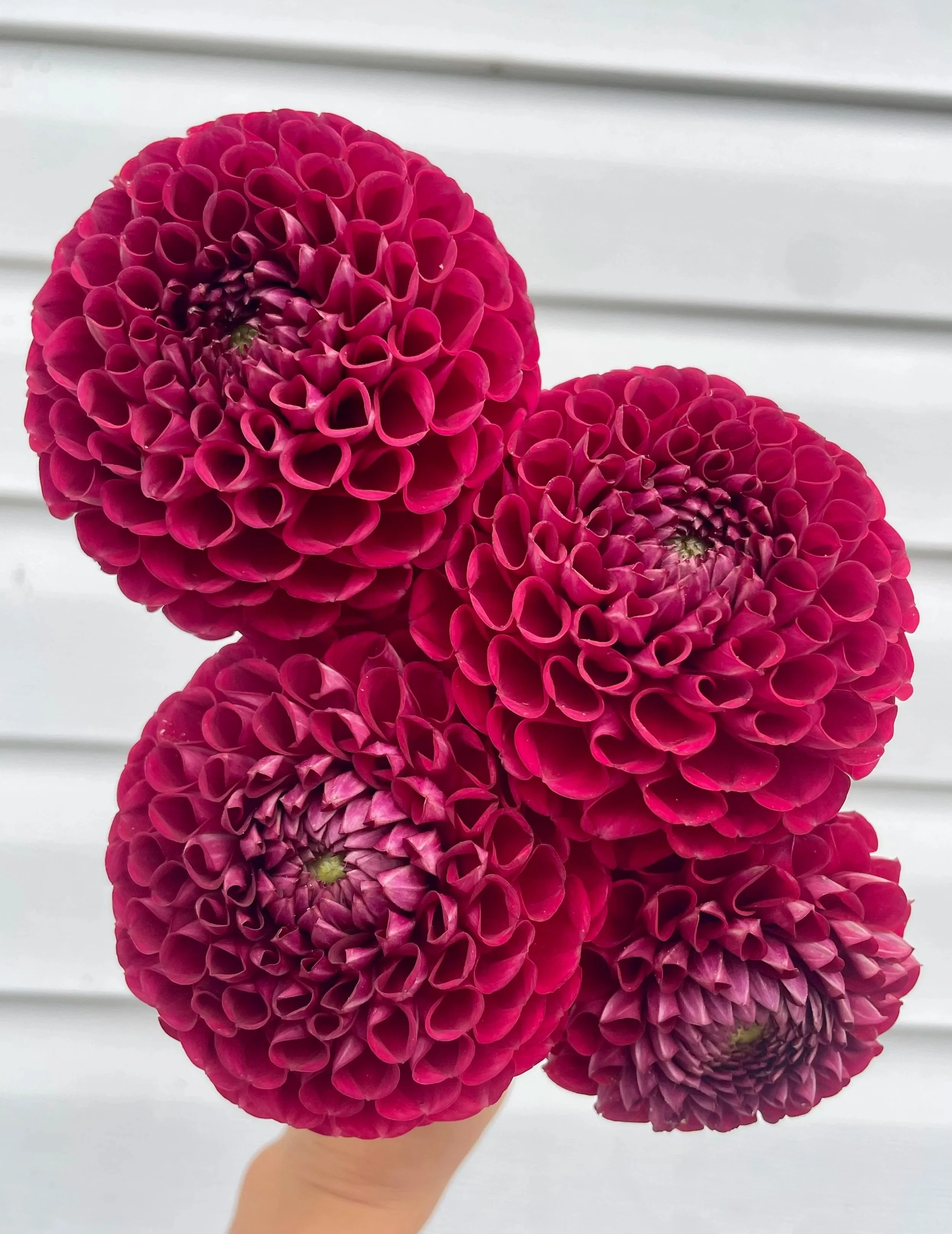 Cornel (Red) Dahlia Tuber