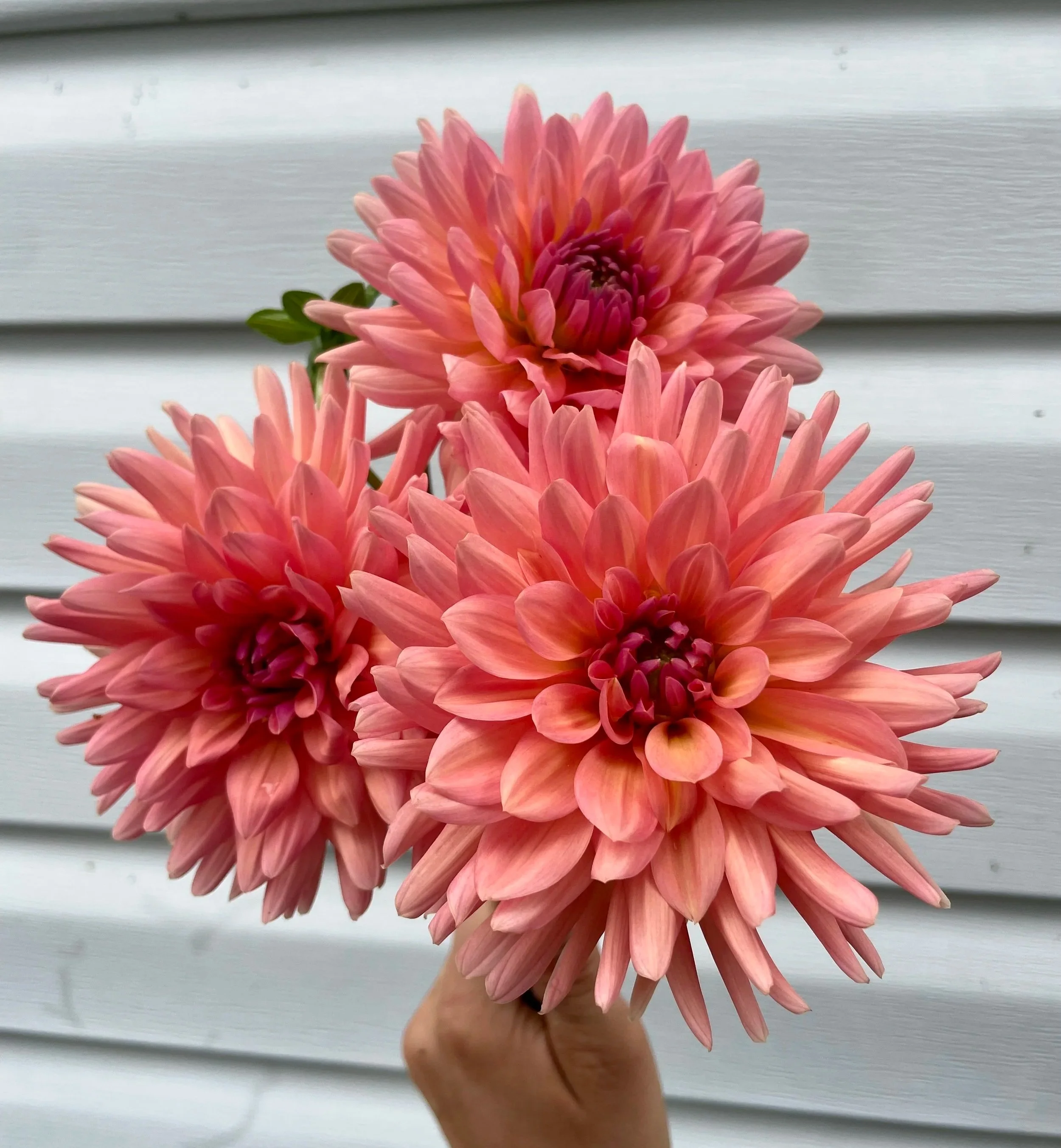 Touché Dahlia Tuber