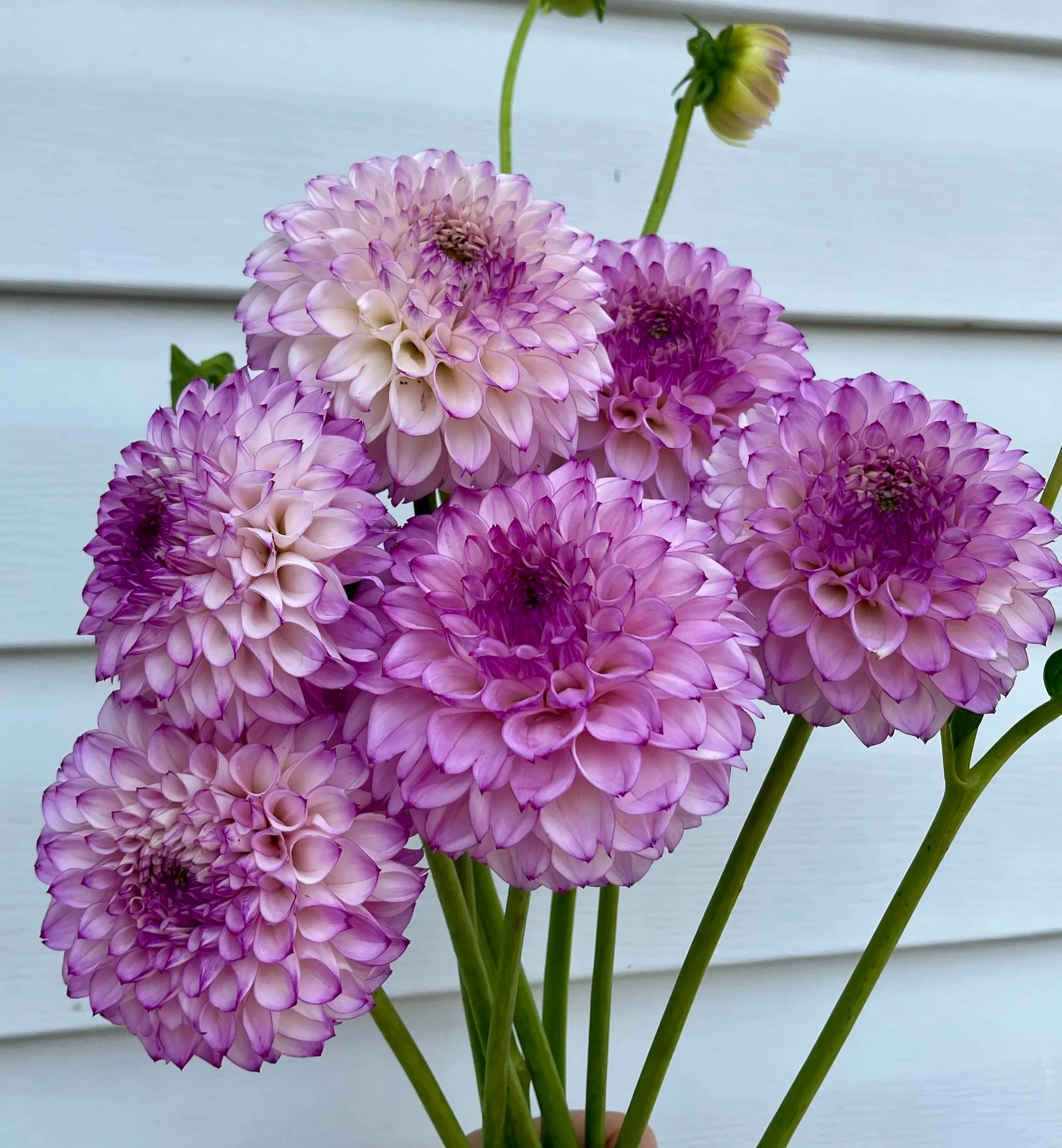 Hilltop-Glo-dahlia-tuber.jpg