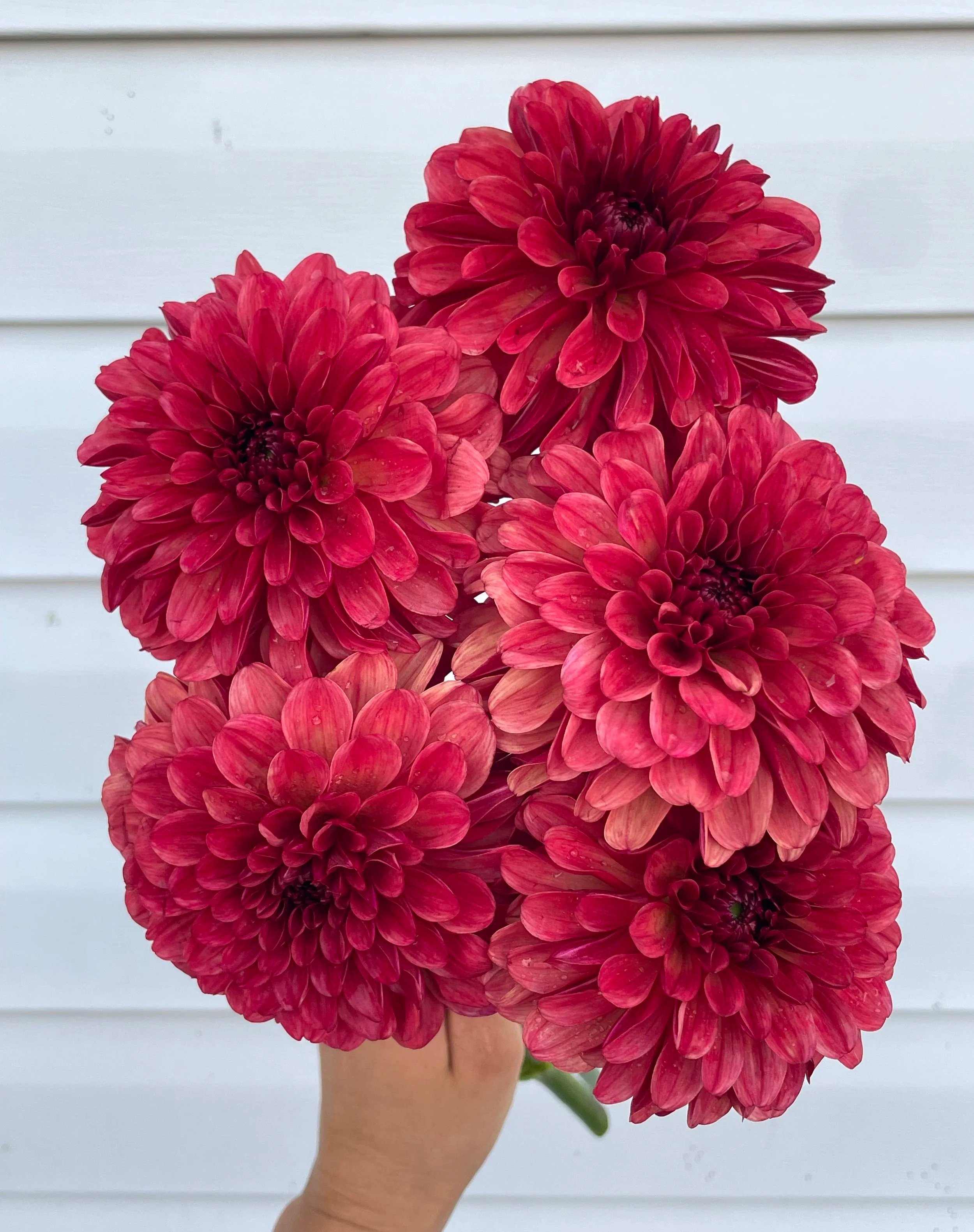 ferncliff-cinnamon-dahlia-tuber-canada.jpg