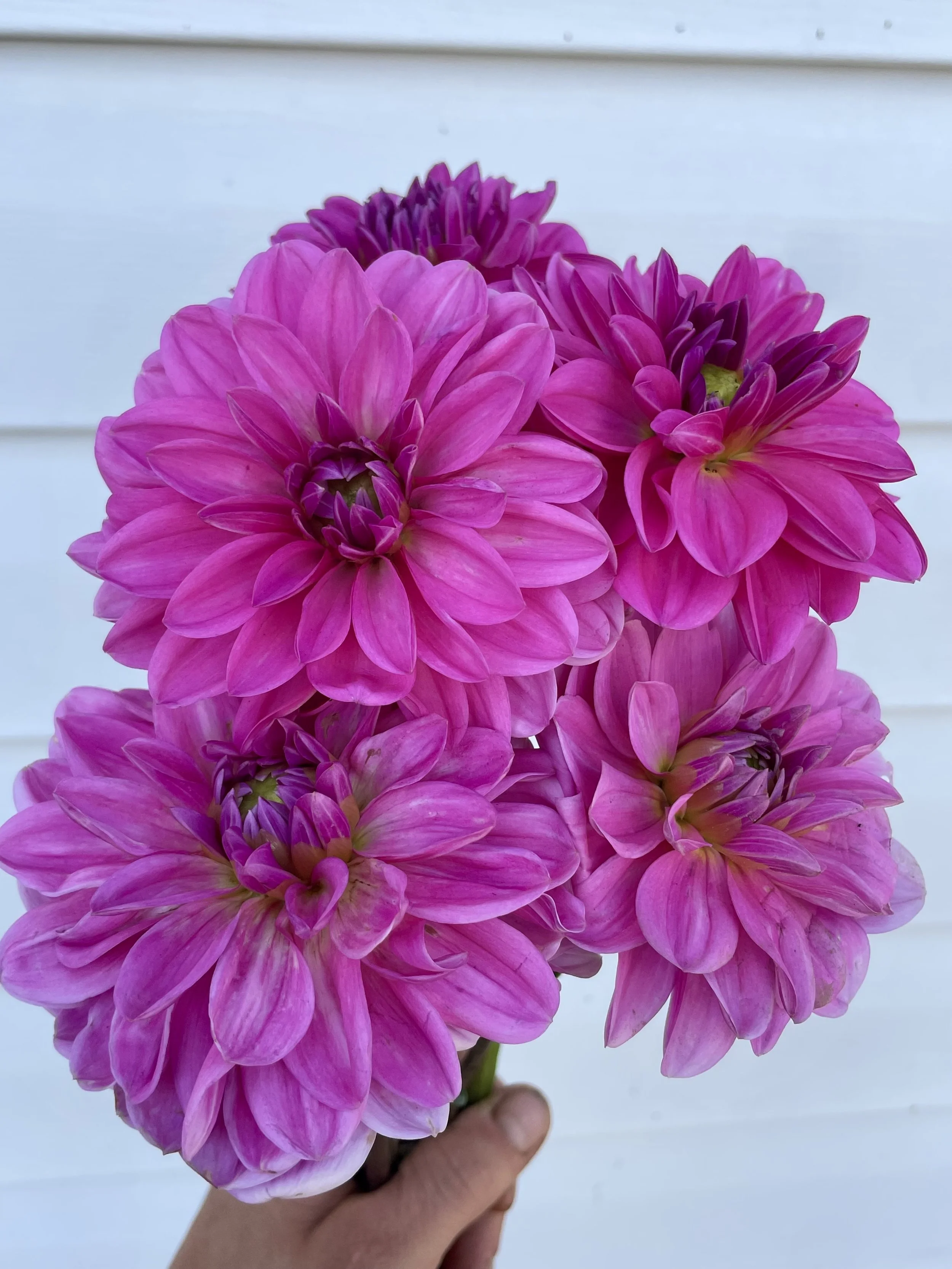 pink-onesta-dahlia-tuber-canada.jpeg
