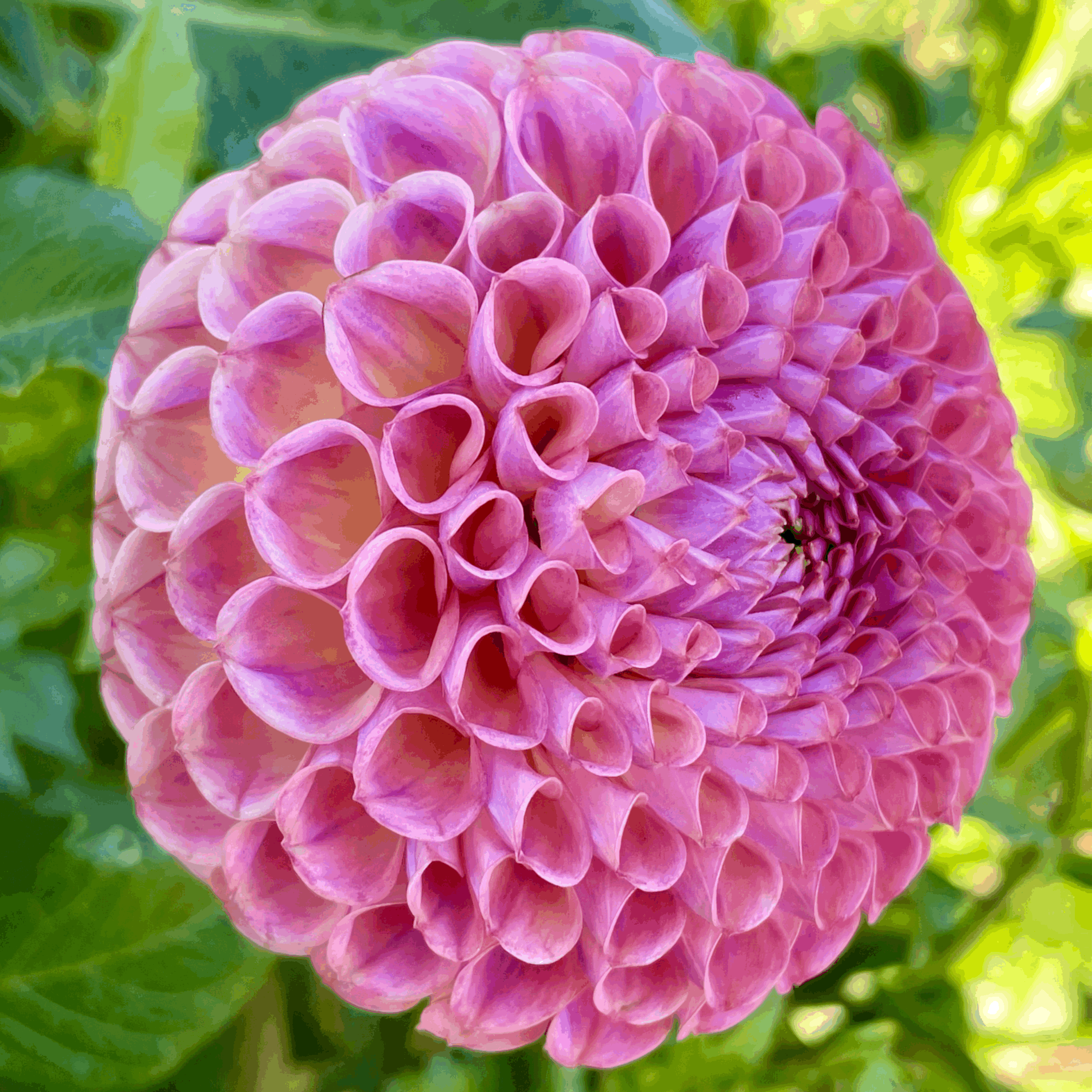 Jowey Winnie dahlia flower grown from tuber in Canada