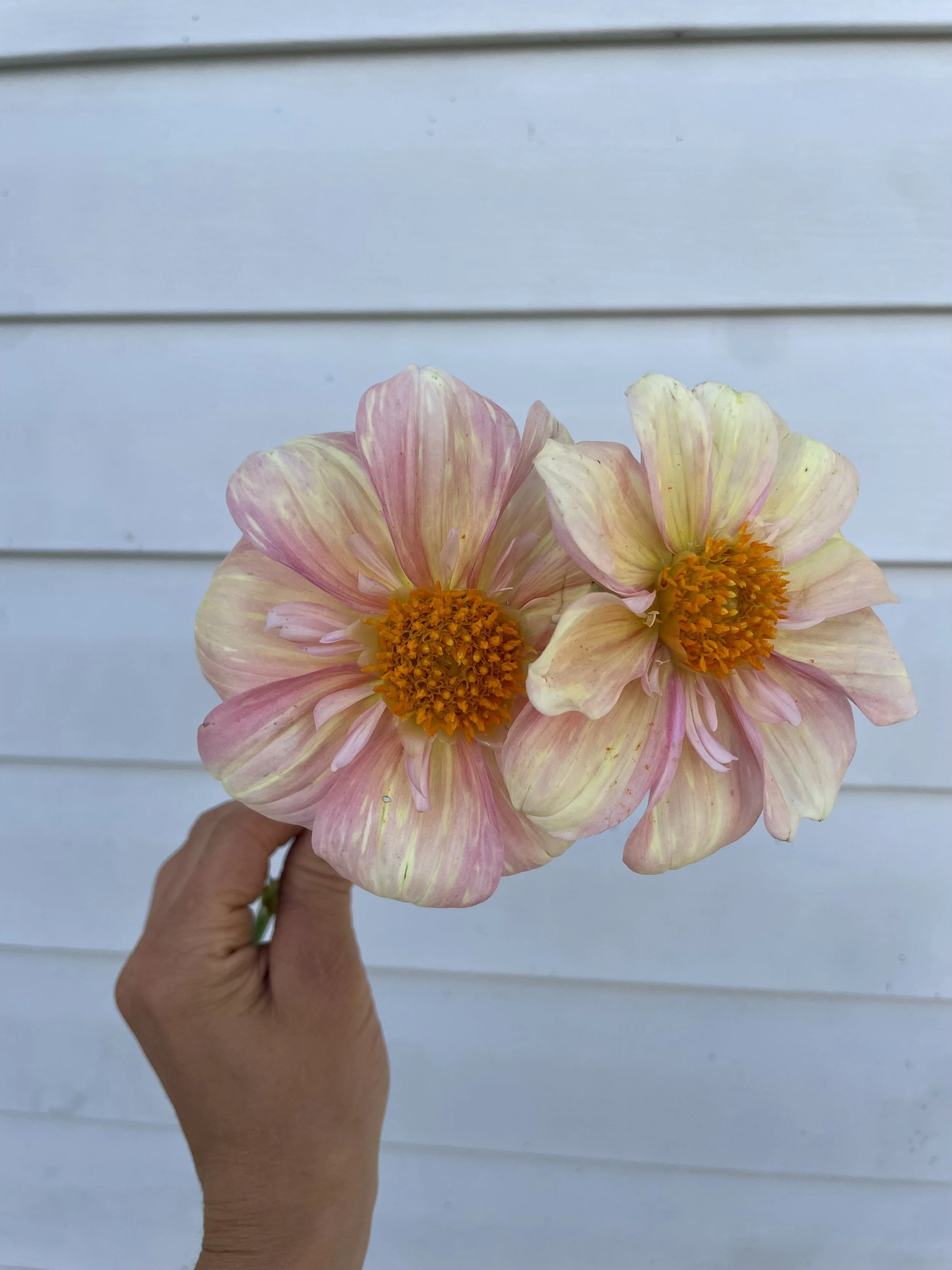 Apple Blossom Dahlia Tuber