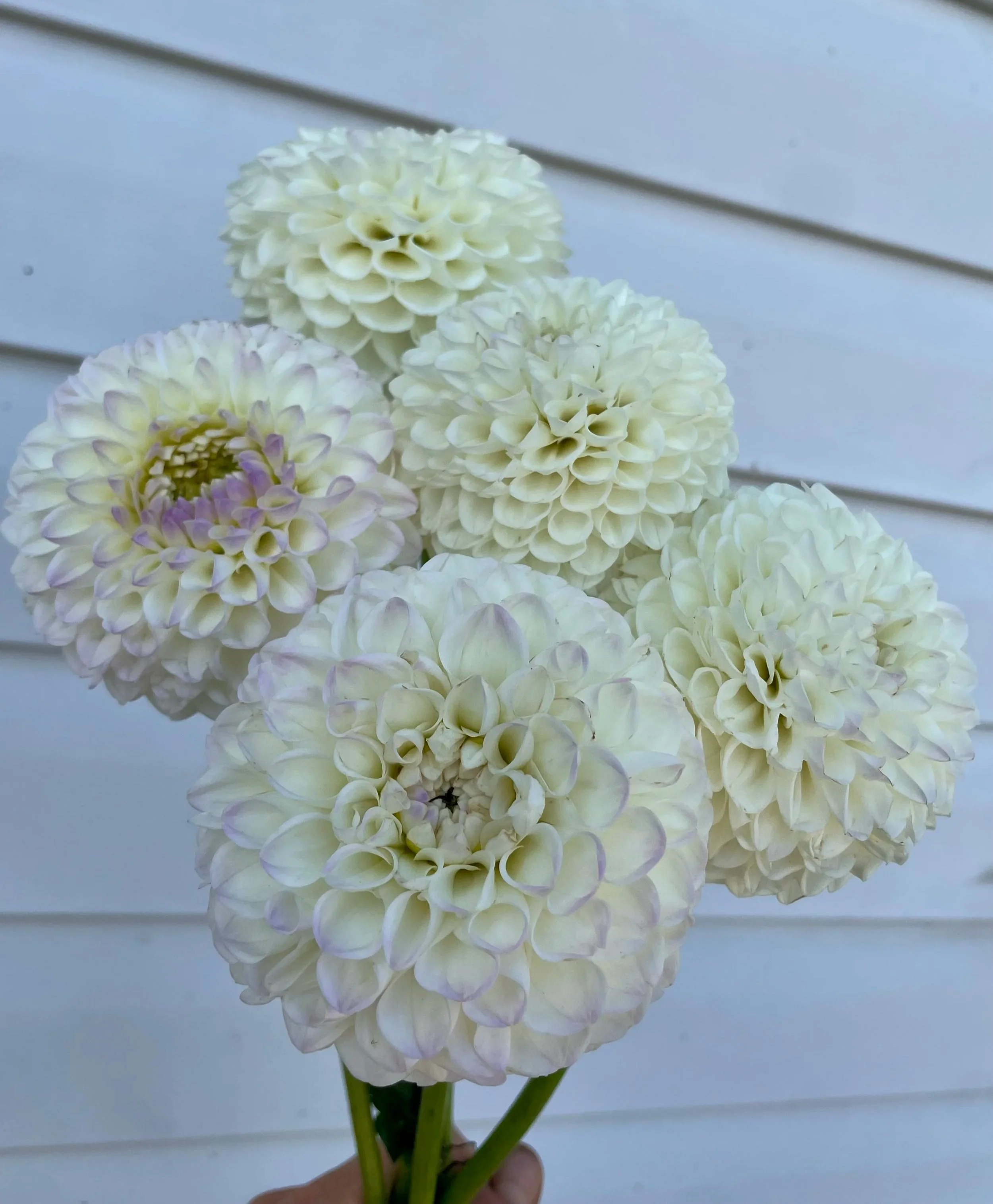 Andrea Lawson Dahlia Tuber