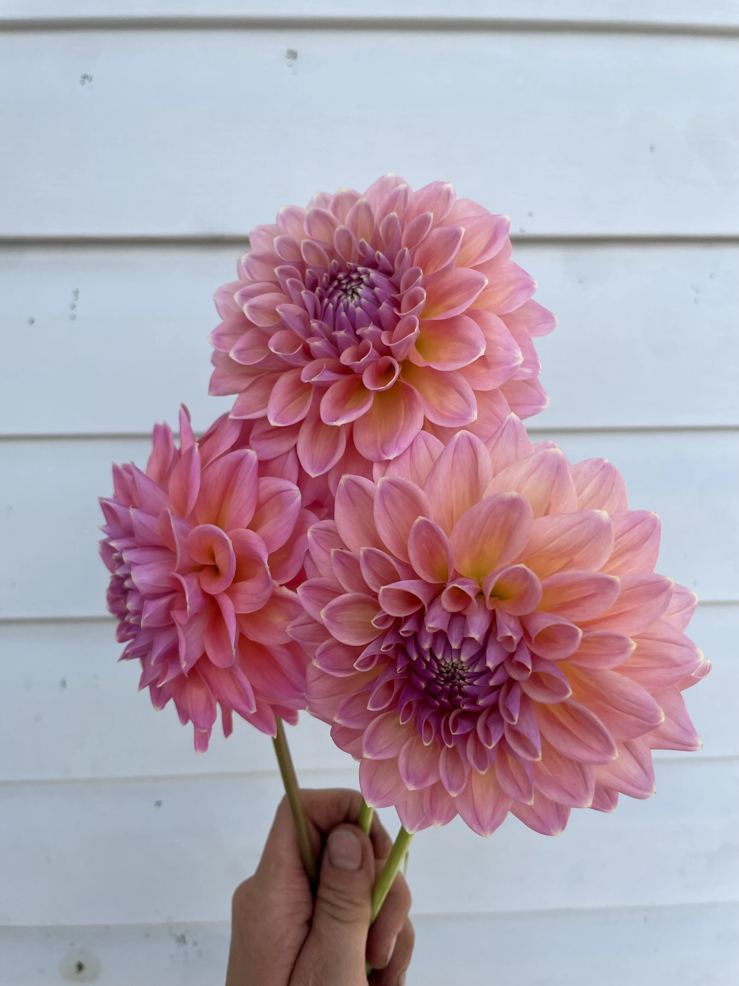 castle-drive-dahlia-tuber-canada1.jpeg
