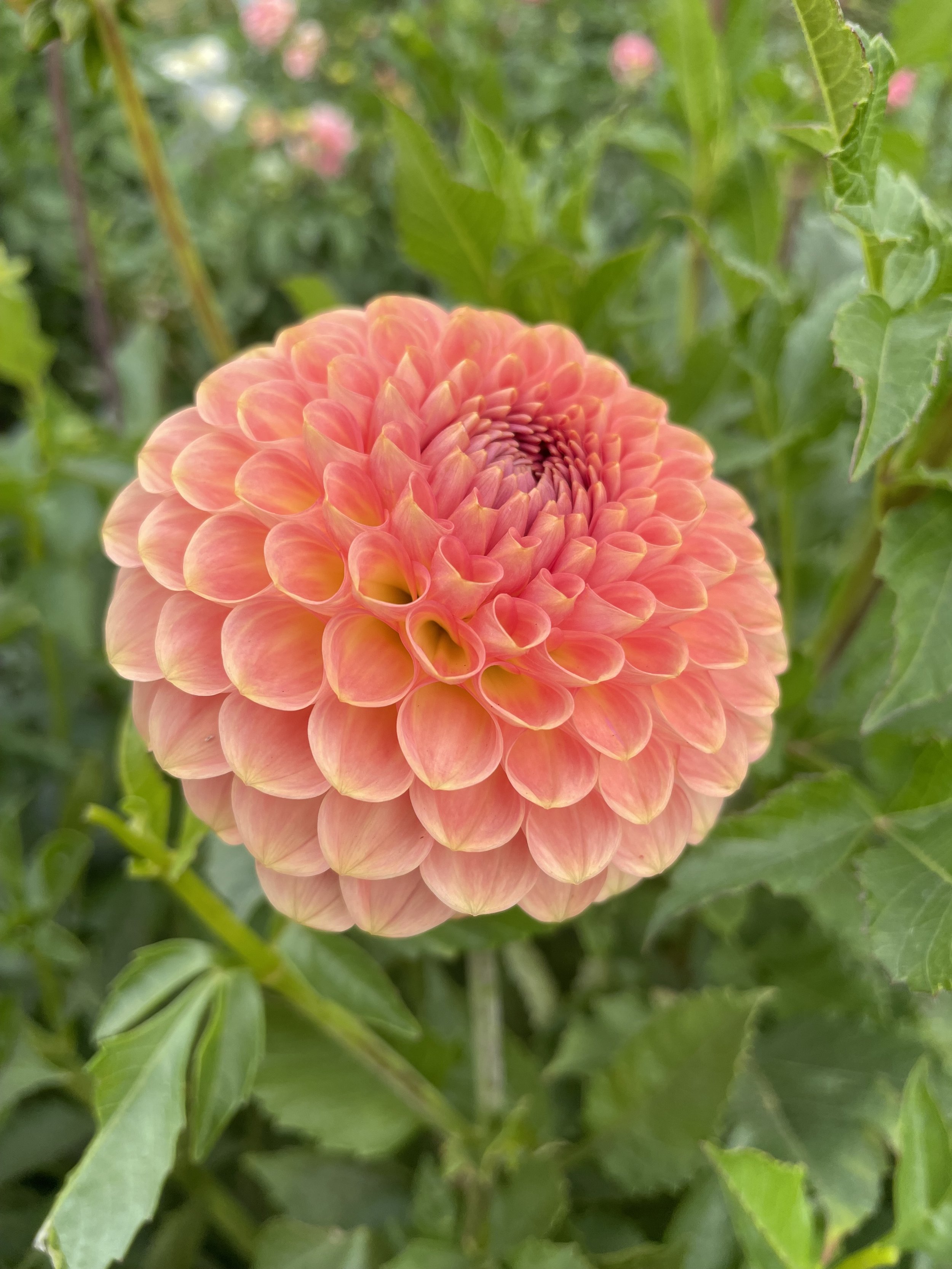 20th-avenue-softer-peach-canada-dahlia-tuber.jpeg