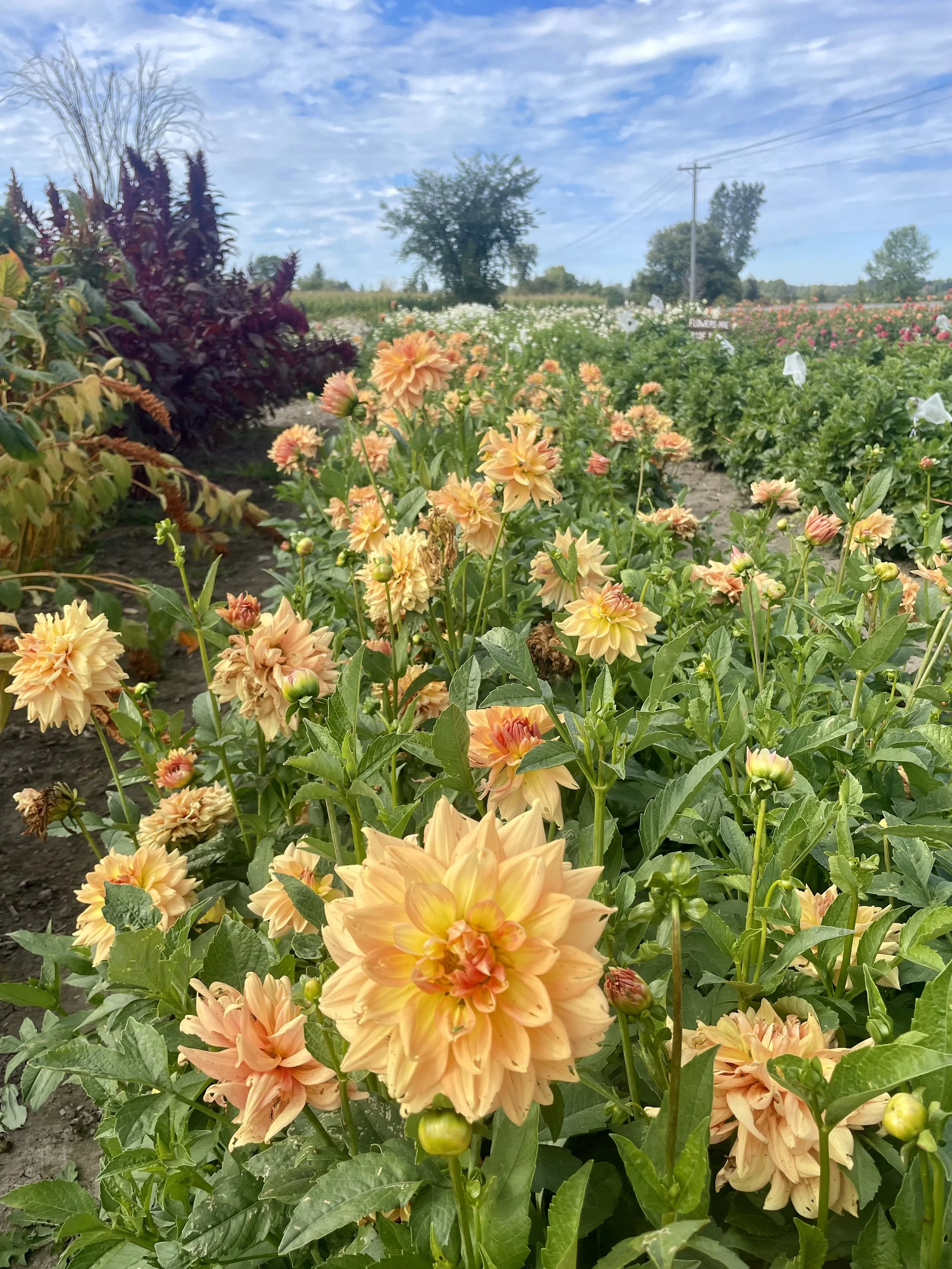 hamari-gold-dahlia-tuber-canada2.jpeg