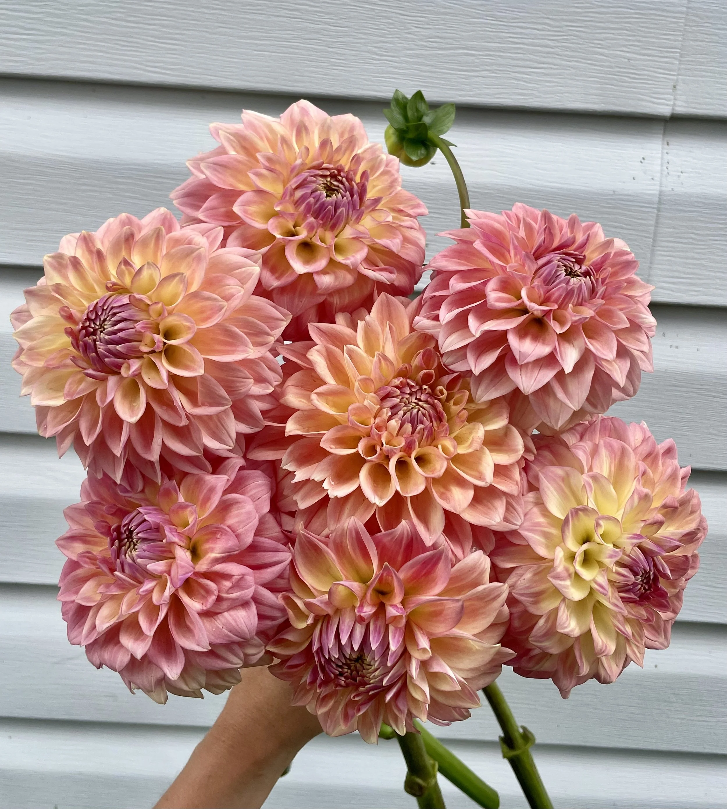 Bloomquist Alan Dahlia Tuber