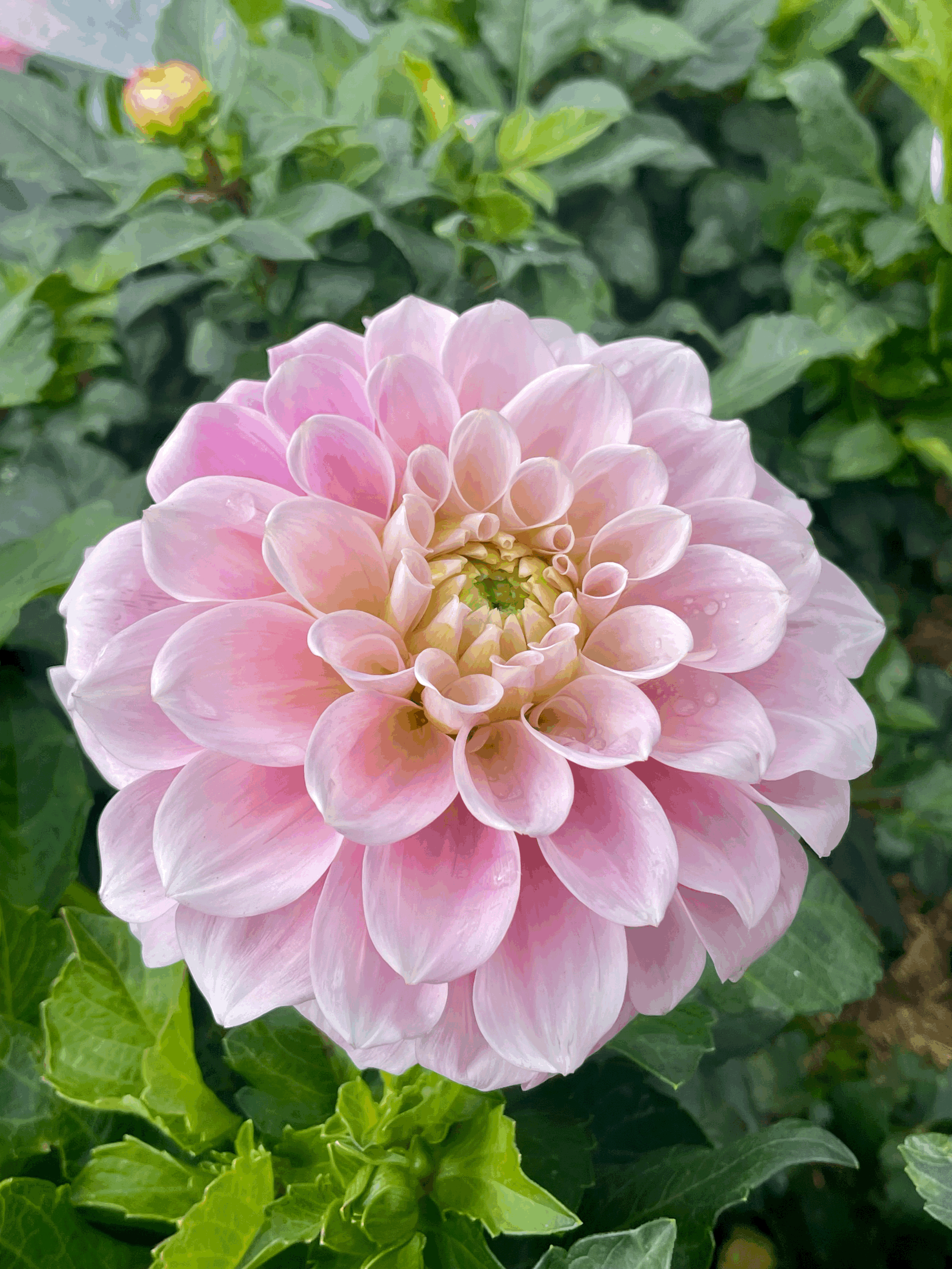 Sweet Nathalie Dahlia Tuber