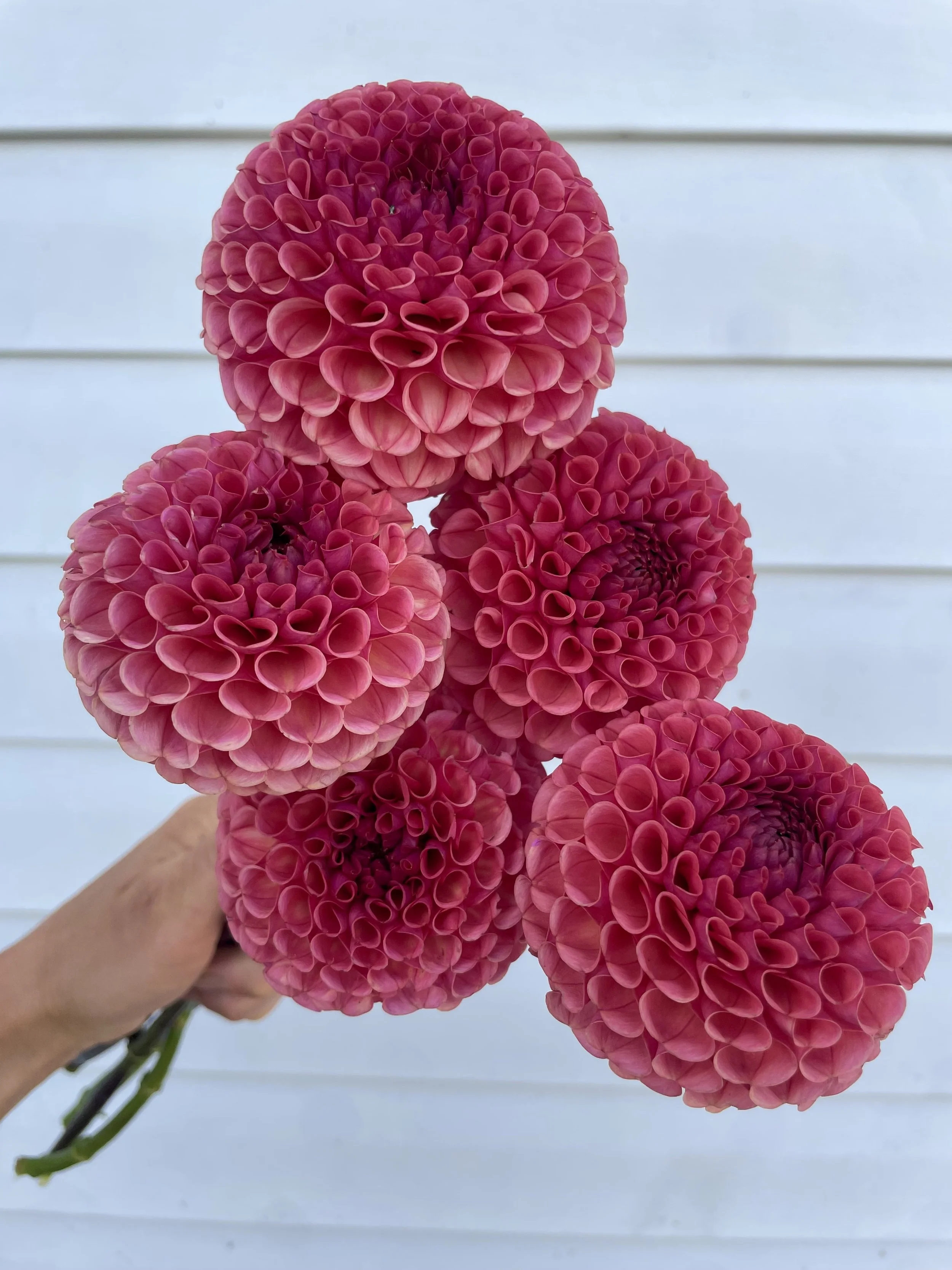Ferncliff Rusty Dahlia Tuber