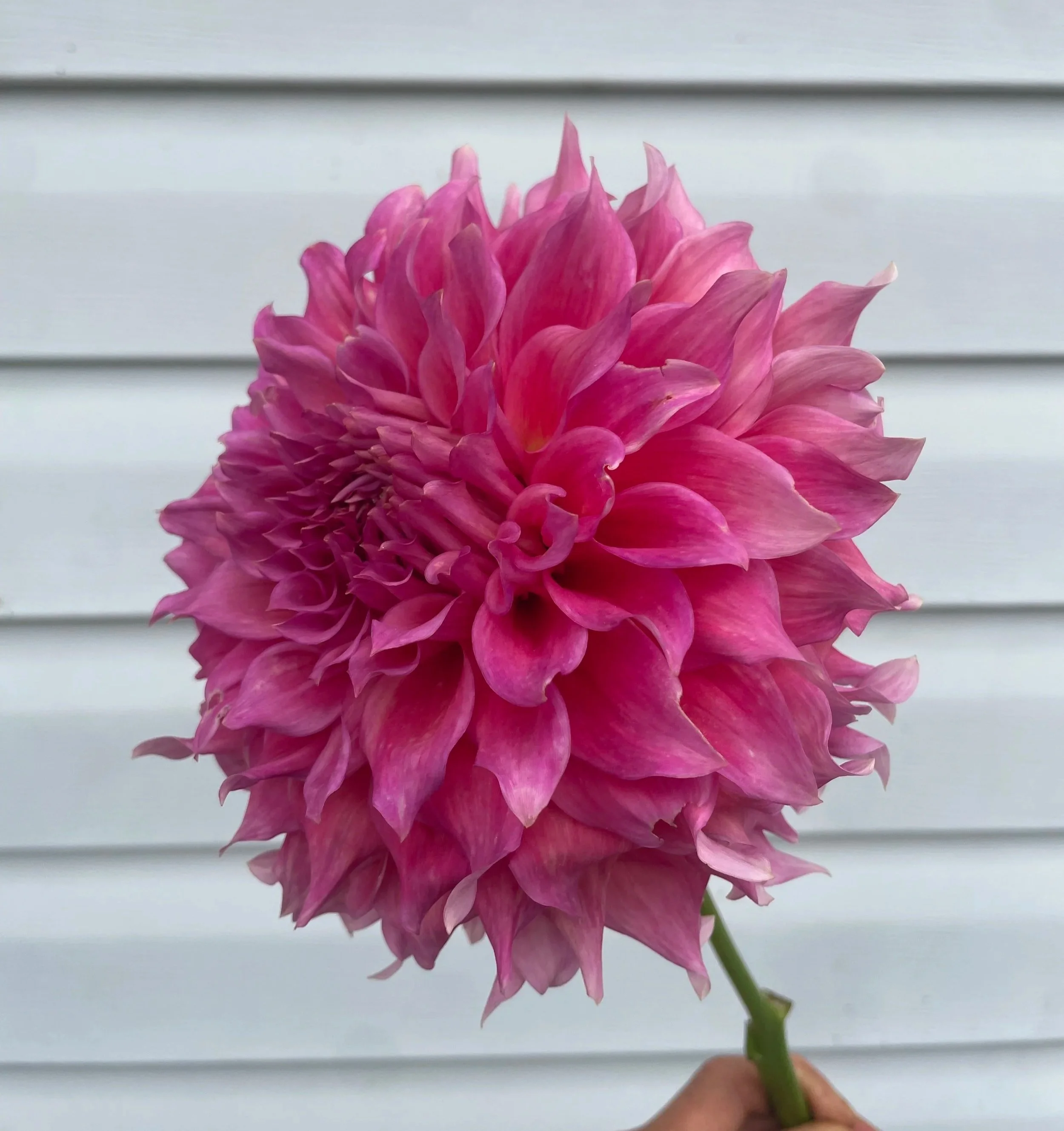Wyn%27s-Pink-Pearl-dahlia-tuber-canada.jpg