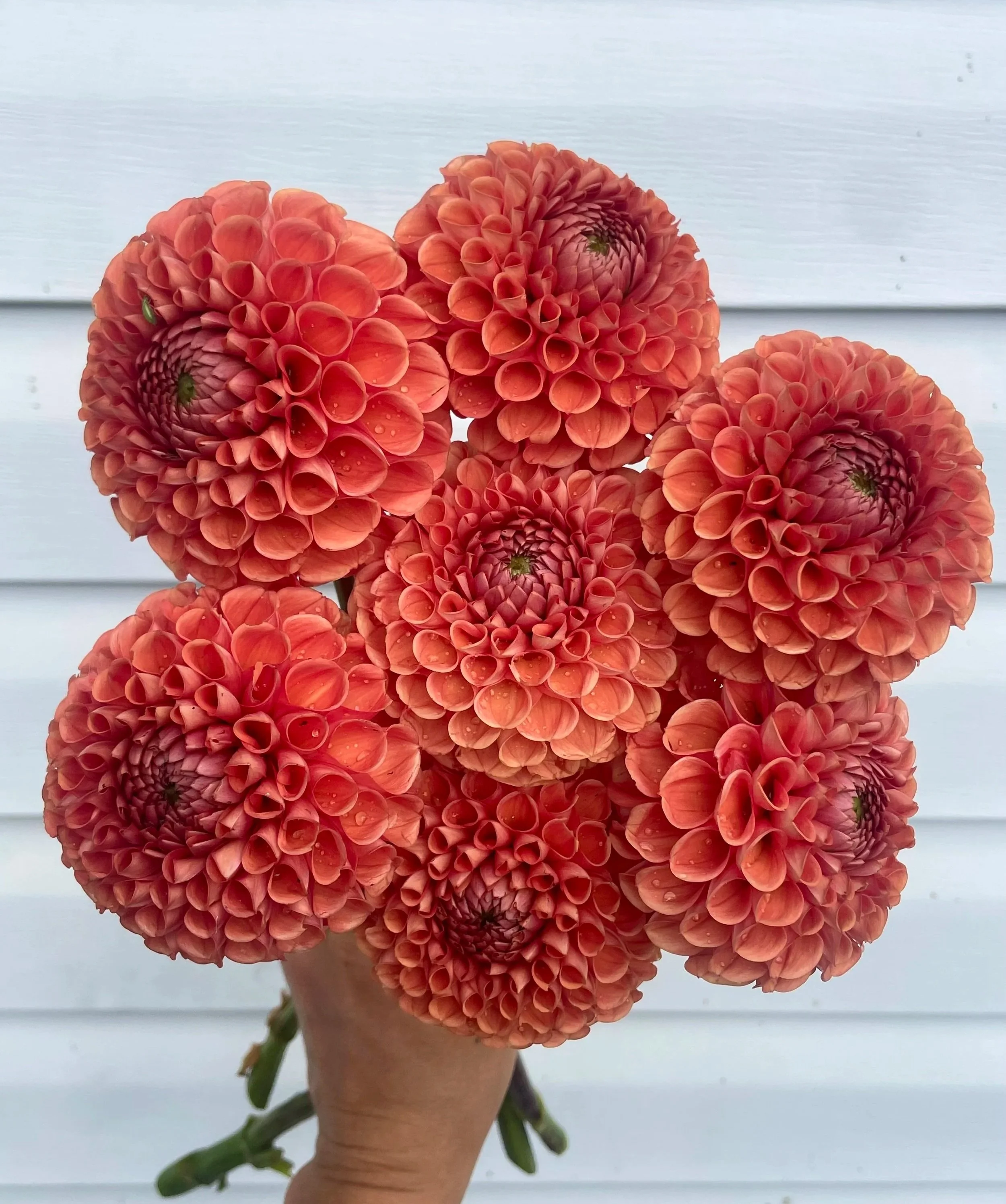 cornel-bronze-dahlia-tuber-canada.jpg