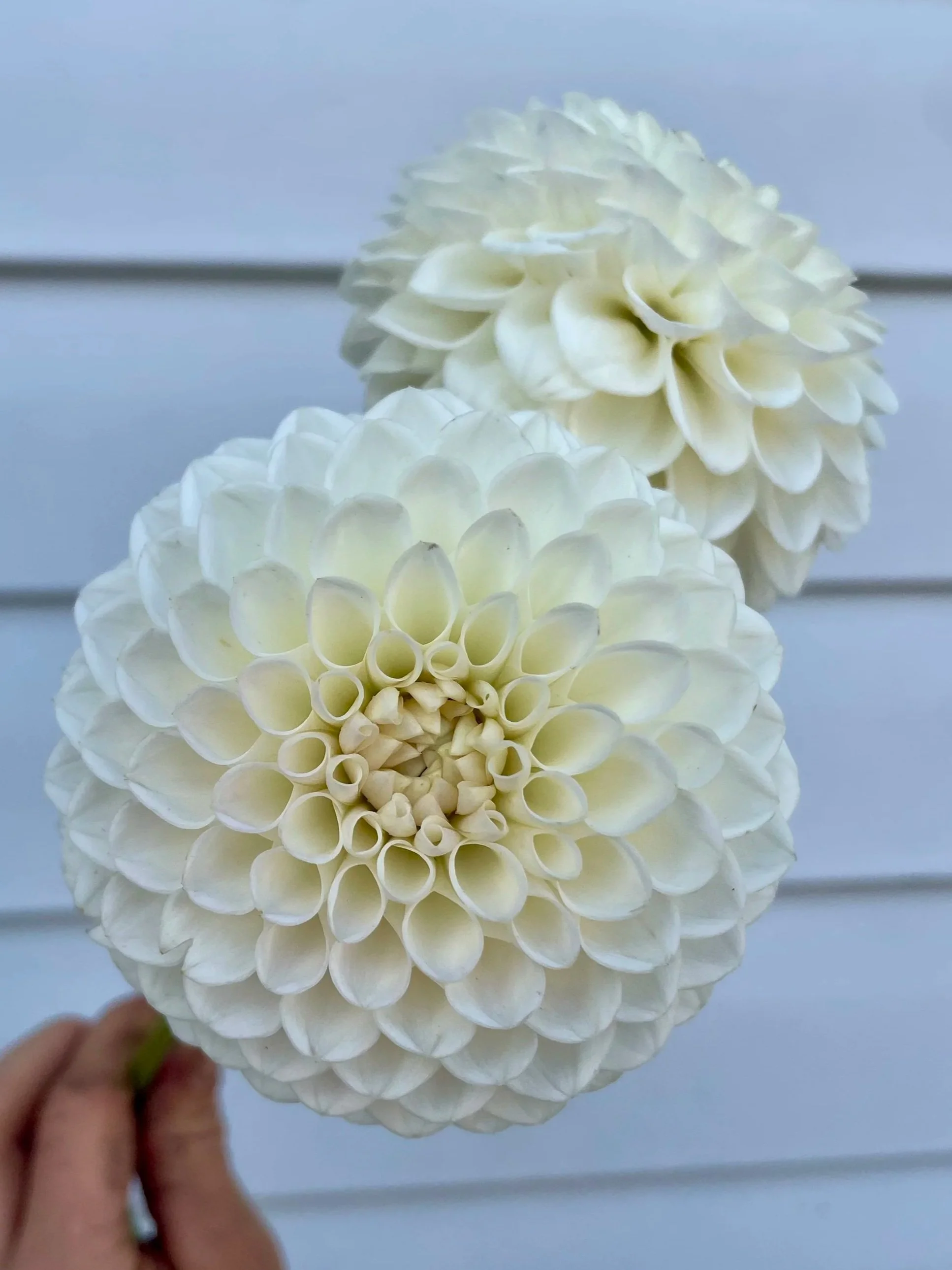 ryecroft-jan-dahlia-tuber.jpg